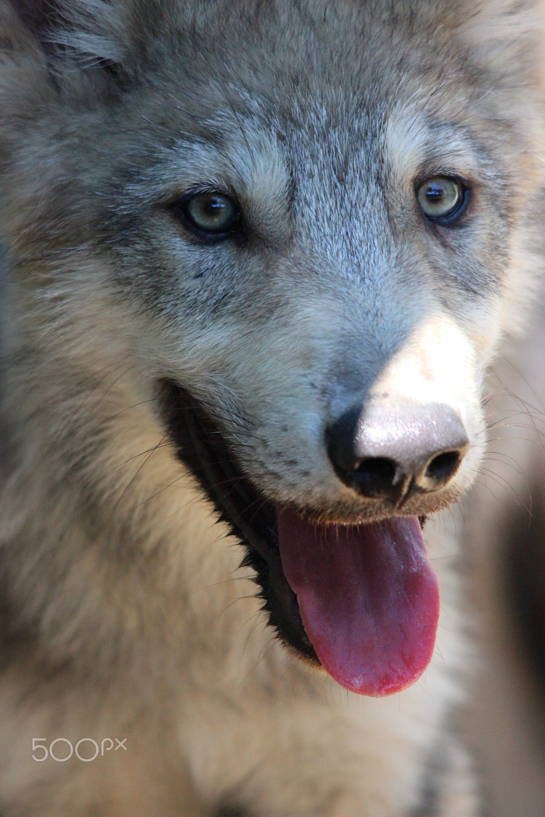 Sigma 150-500mm F5-6.3 DG OS HSM sample photo. Gray wolf pup photography