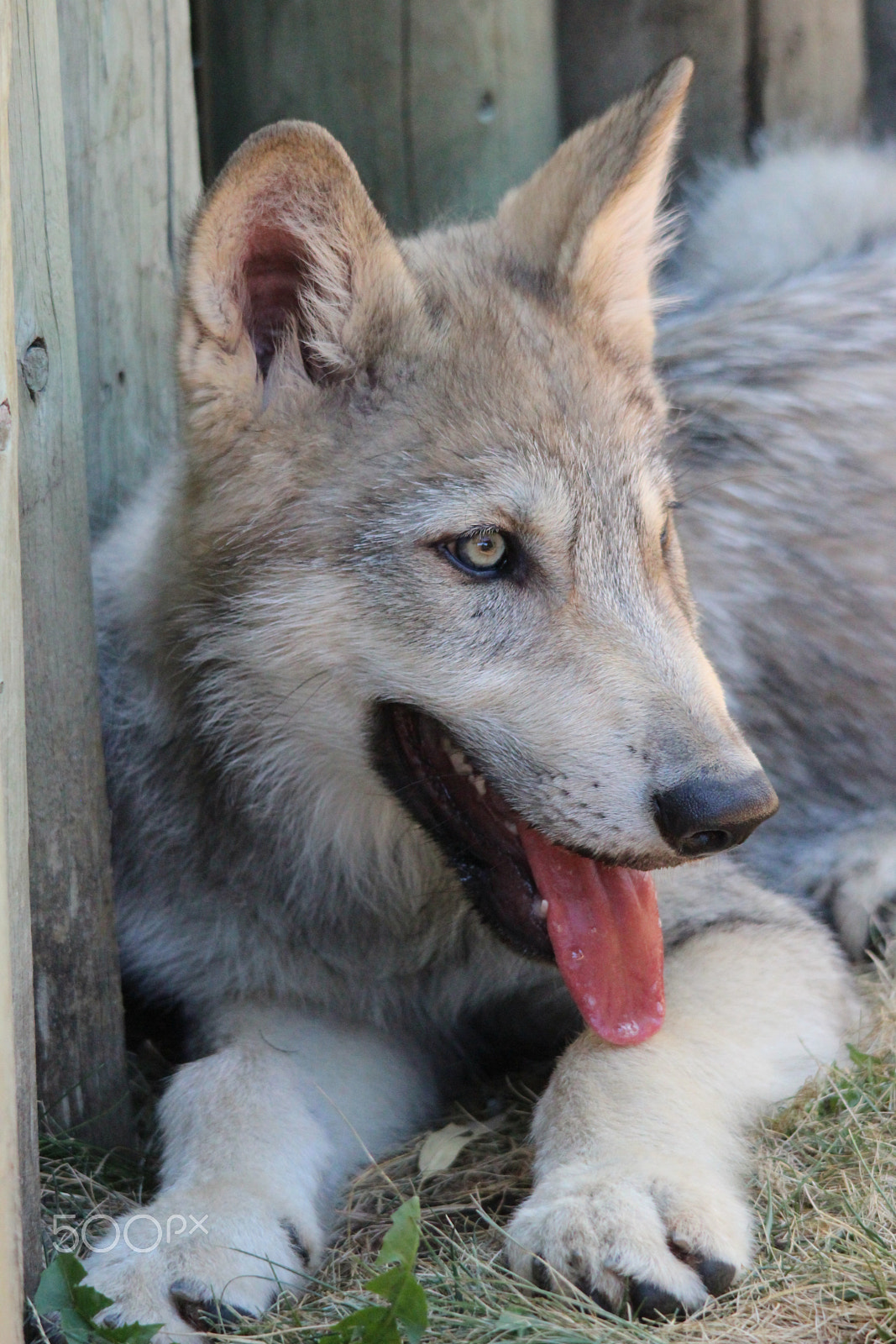 Sigma 150-500mm F5-6.3 DG OS HSM sample photo. Gray wolf pup photography