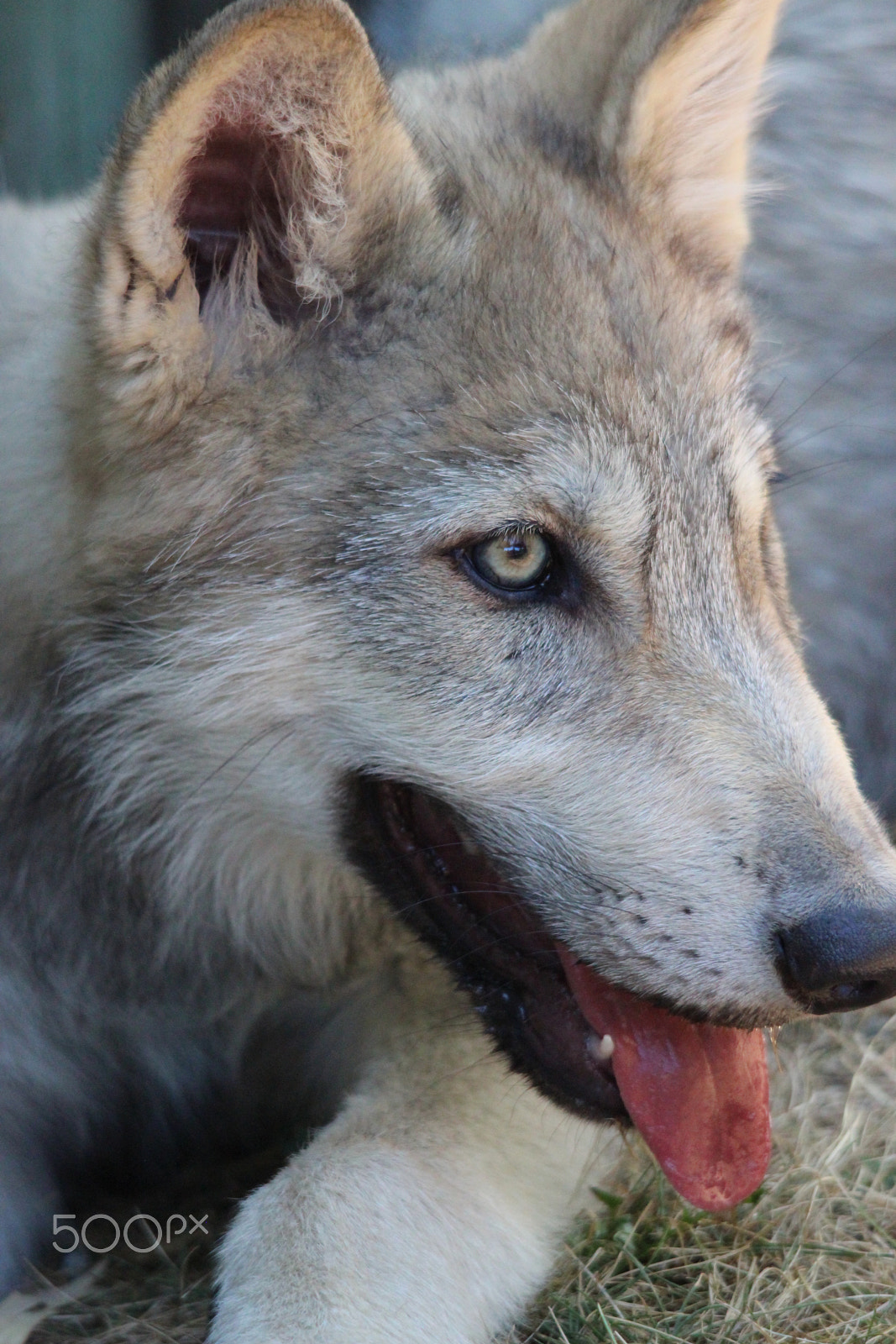 Sigma 150-500mm F5-6.3 DG OS HSM sample photo. Gray wolf pup photography