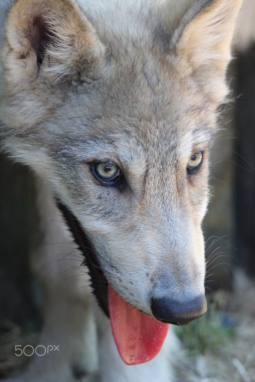 Sigma 150-500mm F5-6.3 DG OS HSM sample photo. Gray wolf pup photography