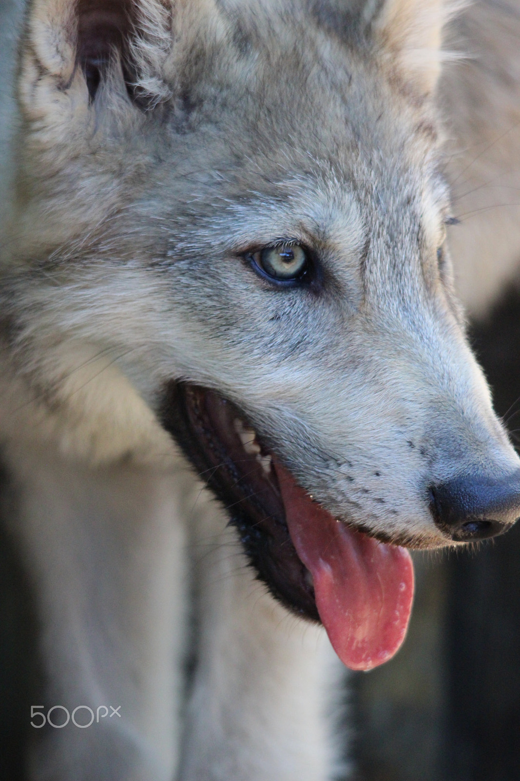 Sigma 150-500mm F5-6.3 DG OS HSM sample photo. Gray wolf pup photography