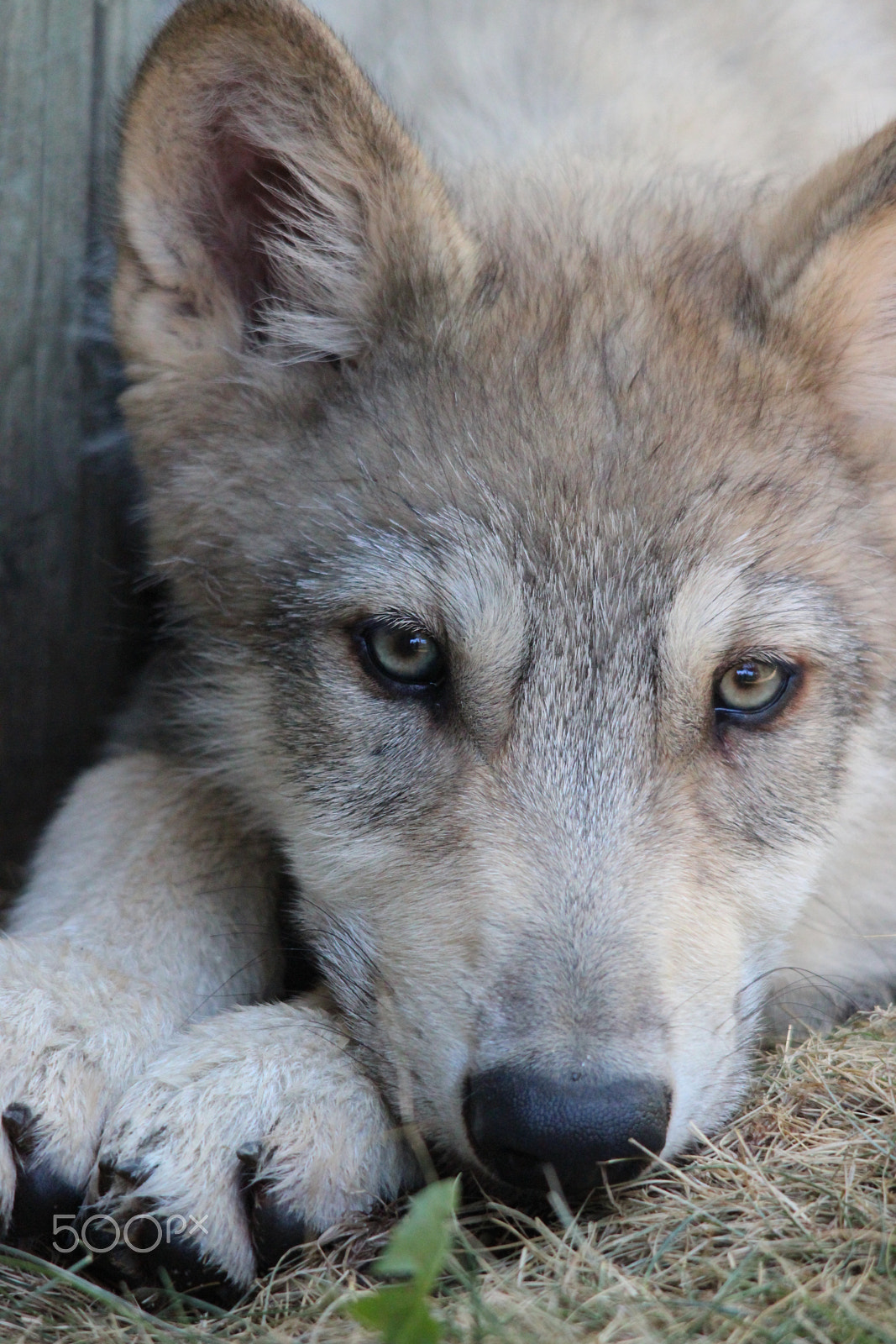 Sigma 150-500mm F5-6.3 DG OS HSM sample photo. Gray wolf pup photography