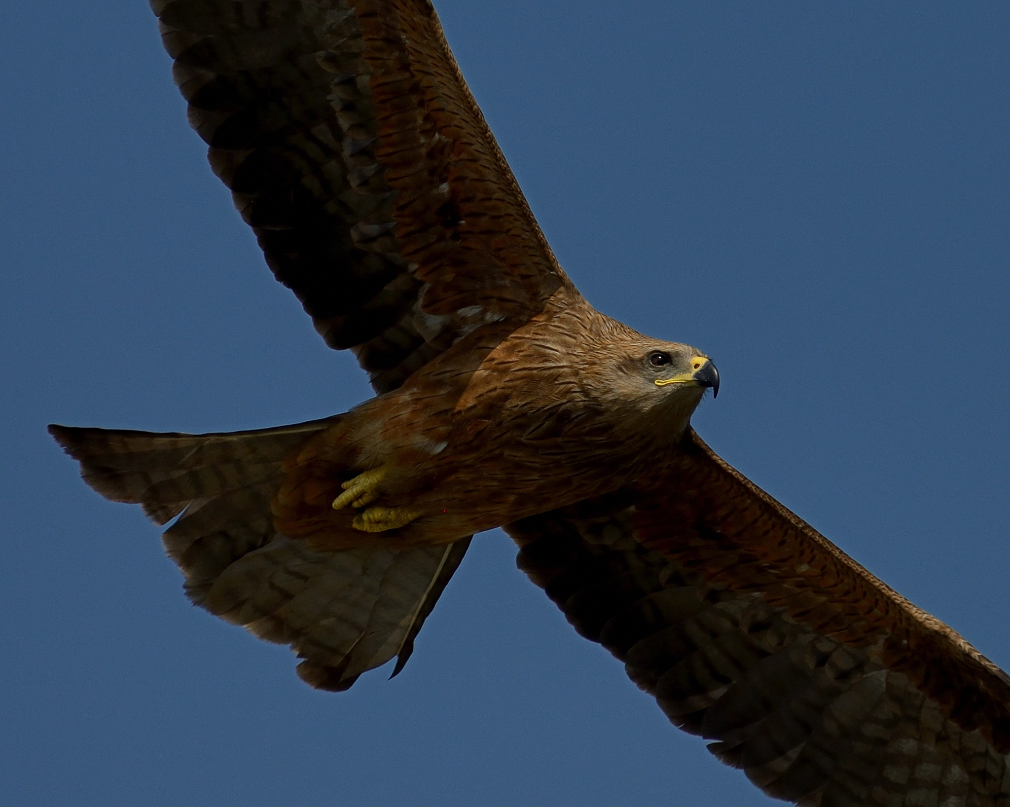 Nikon D600 sample photo. Black kite over bangalore photography