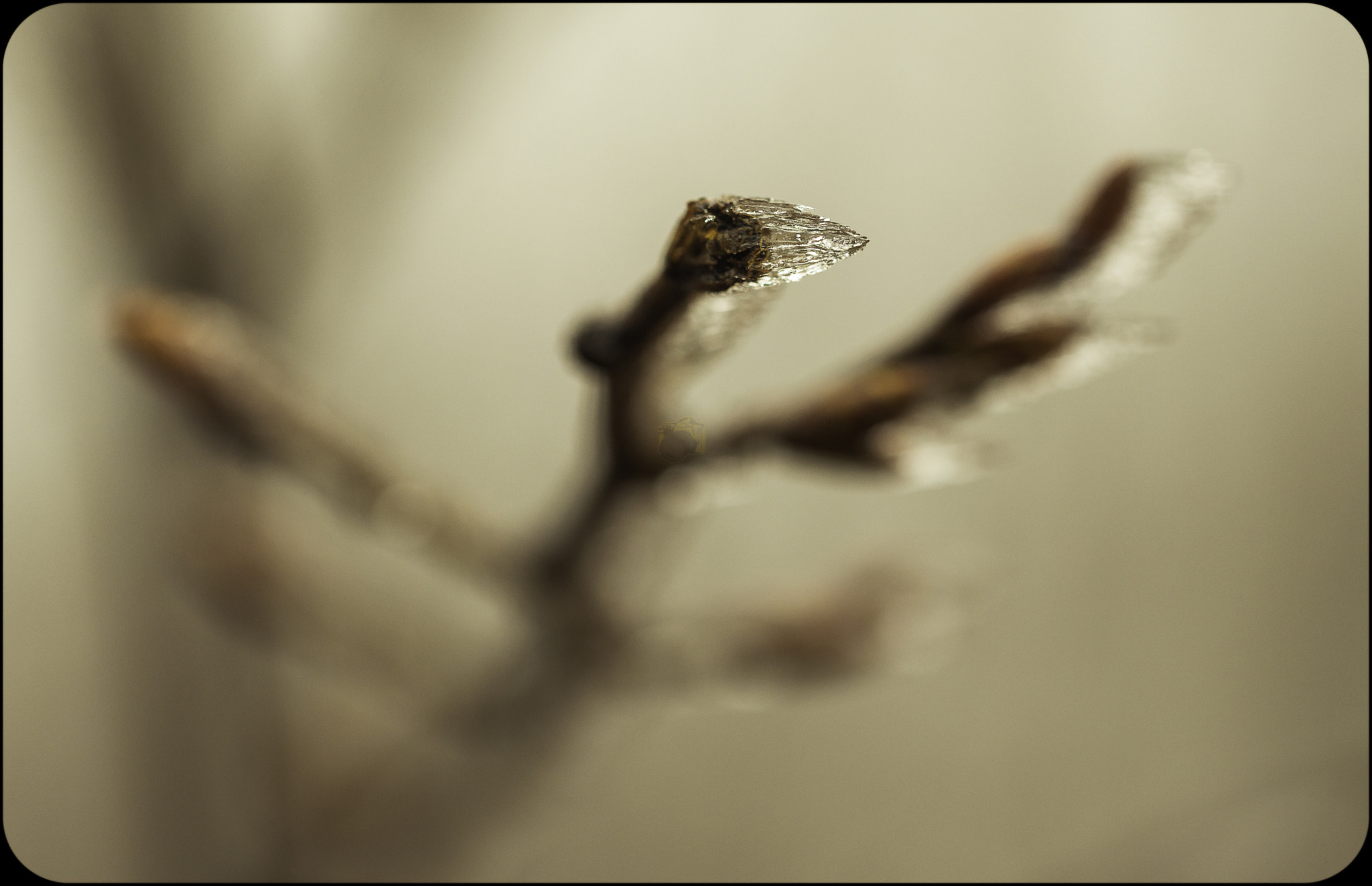 Sigma 105mm F2.8 EX DG OS HSM sample photo. _d8e9452-3.jpg photography