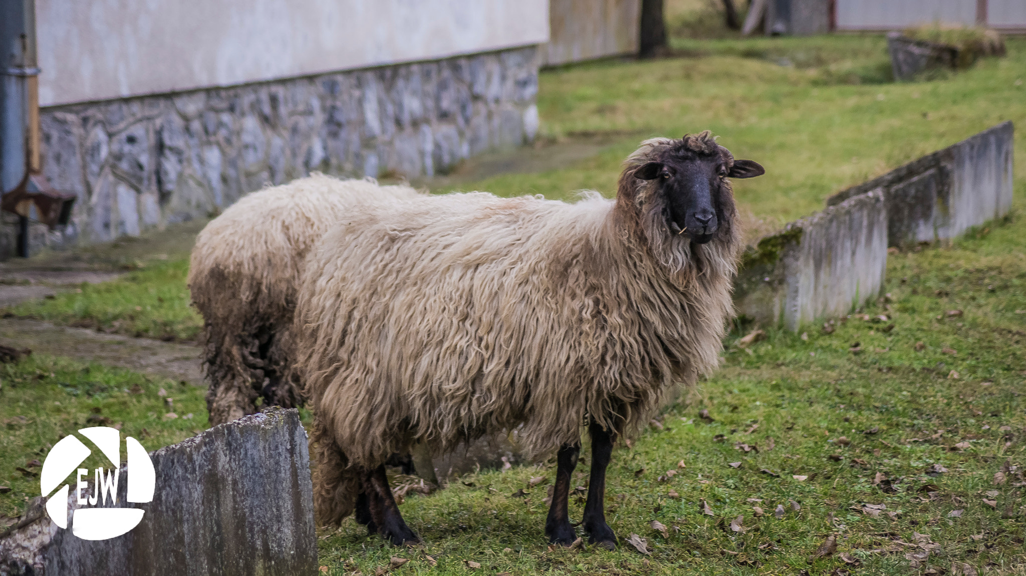 Sony DT 55-200mm F4-5.6 SAM sample photo. Sheep photography