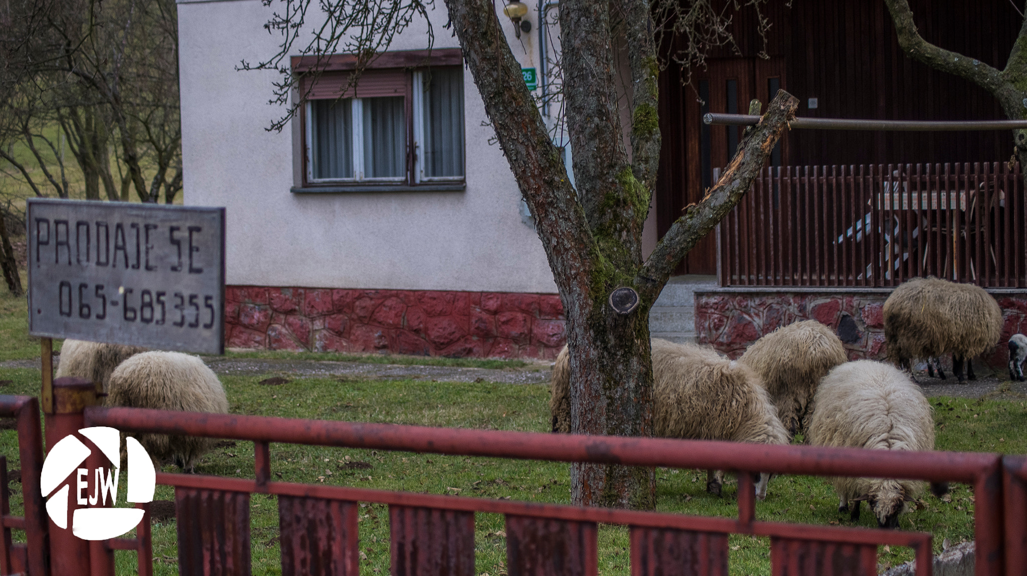 Sony DT 55-200mm F4-5.6 SAM sample photo. Sheep in front-yard photography