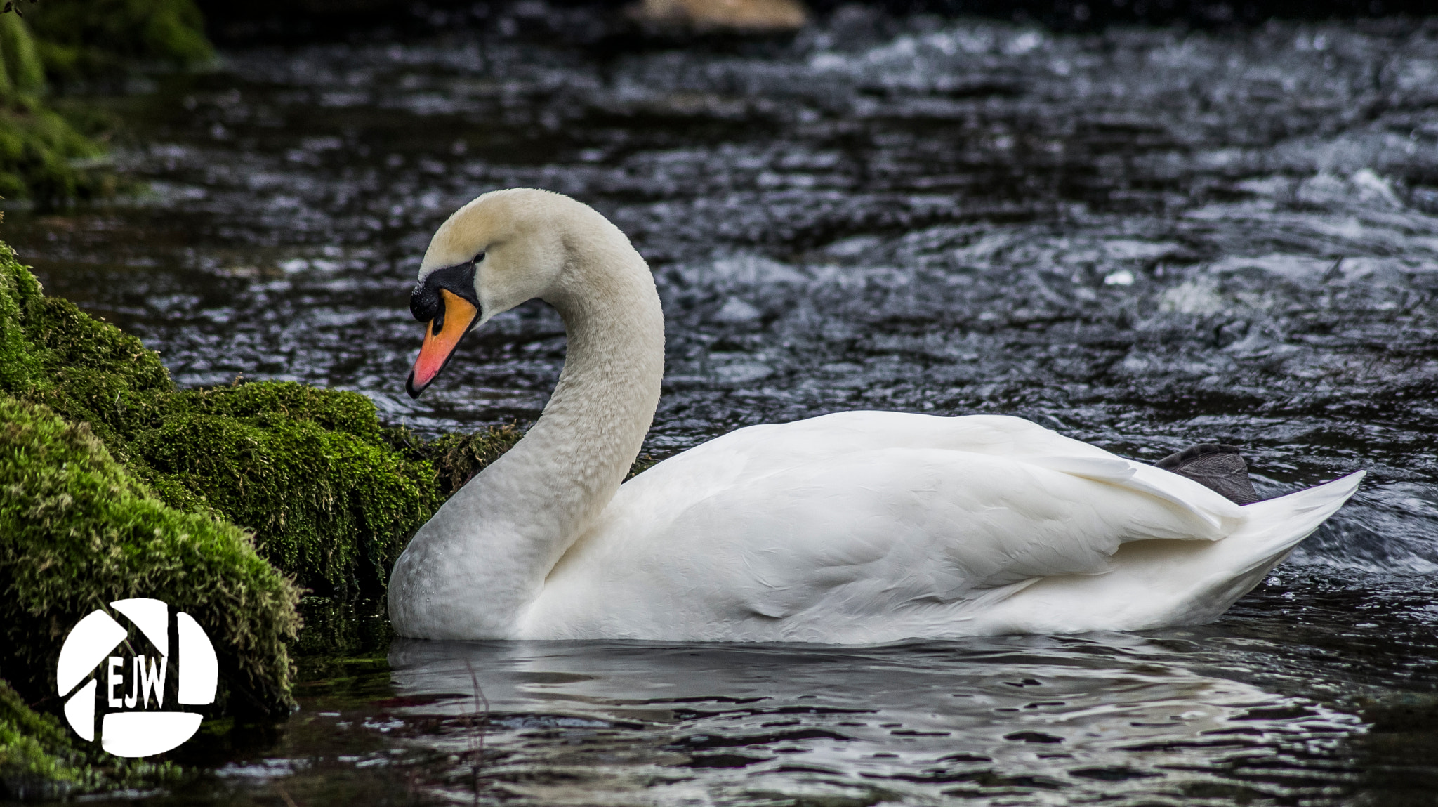 Sony DT 55-200mm F4-5.6 SAM sample photo. Swan photography