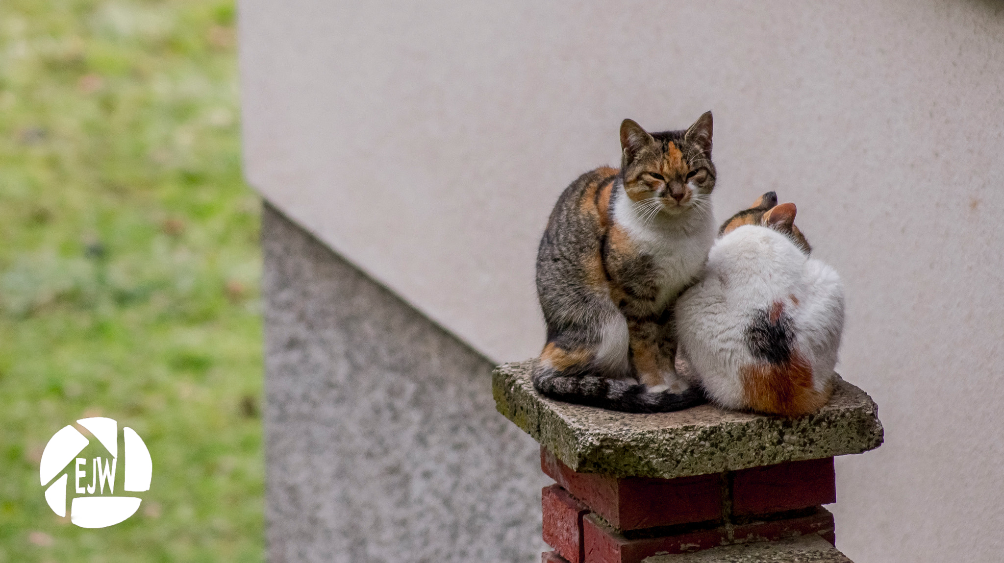 Sony DT 55-200mm F4-5.6 SAM sample photo. Cats photography