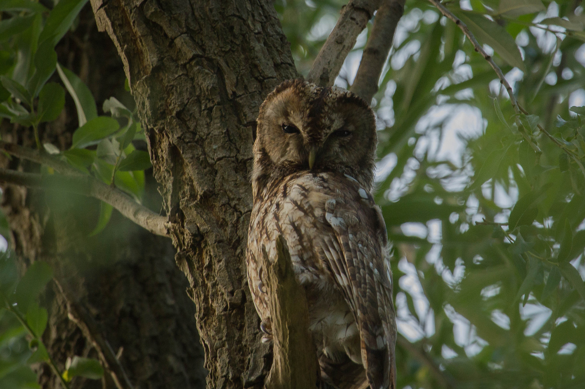 Canon EF 100-400mm F4.5-5.6L IS USM sample photo. Tawny owl photography