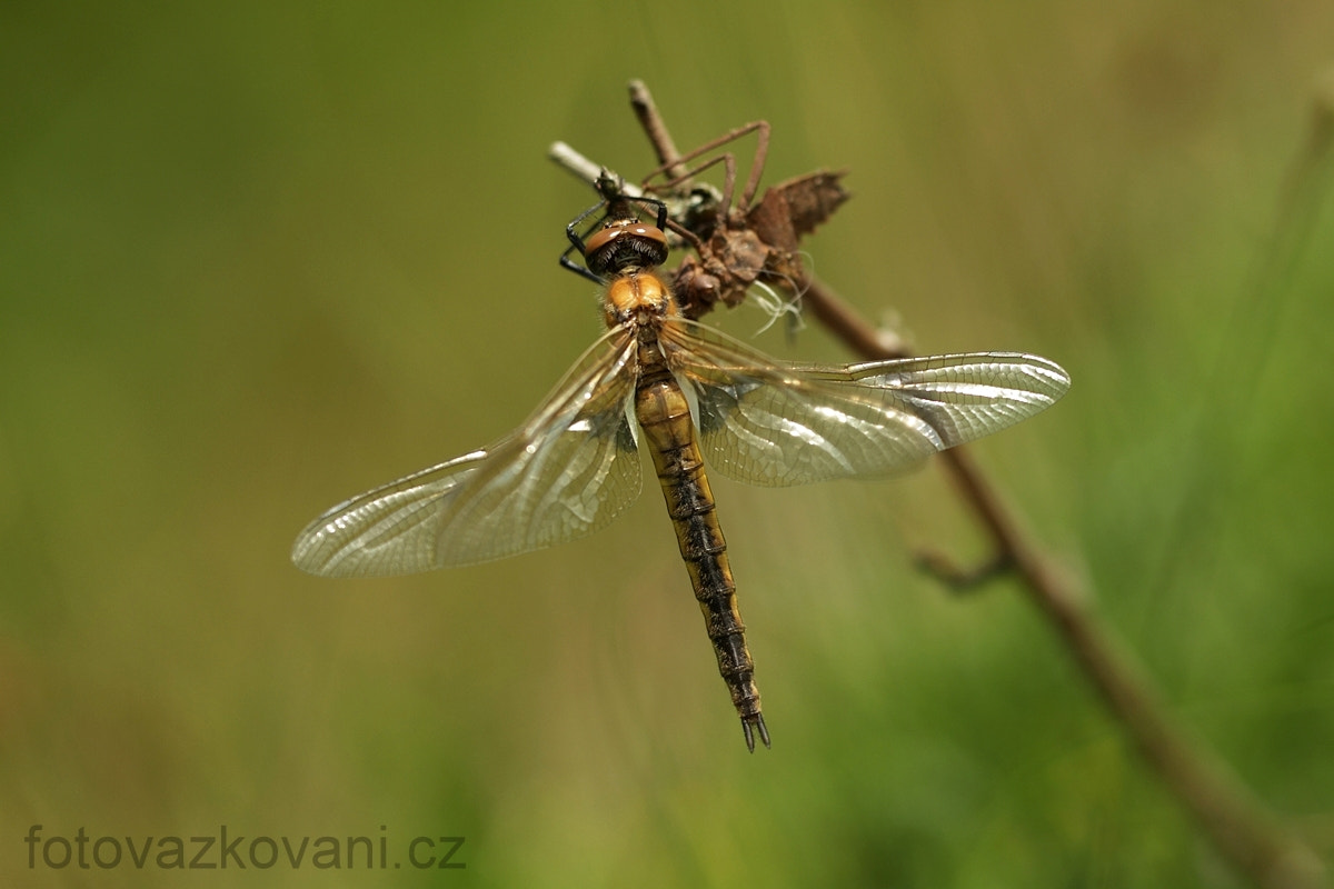 Sigma 150mm f/2.8 EX DG OS HSM APO Macro sample photo. Epitheca bimaculata,eurasian baskettail,zweifleck photography