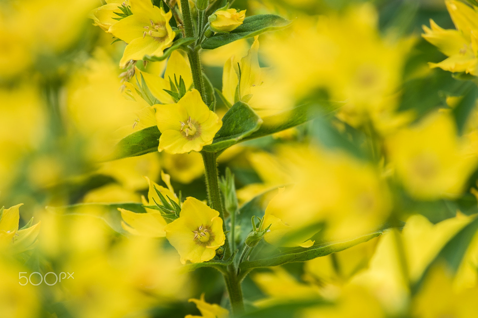 Fujifilm X-Pro1 + Fujifilm XC 50-230mm F4.5-6.7 OIS sample photo. Yellow flowers. photography