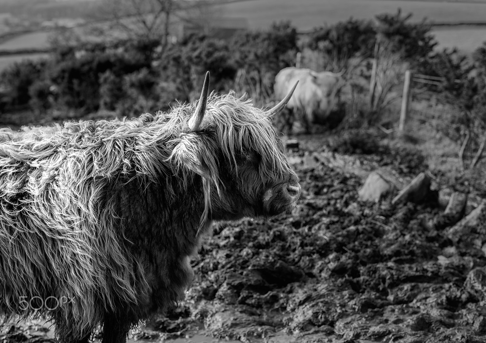 Sigma 50mm F1.4 EX DG HSM sample photo. Highland cattle i photography