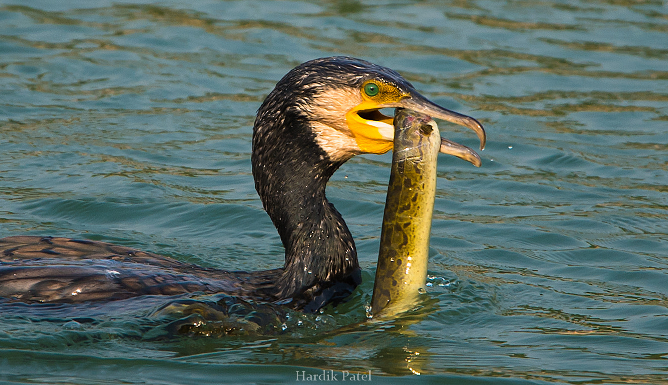 Nikon D4S sample photo. The catch.. photography