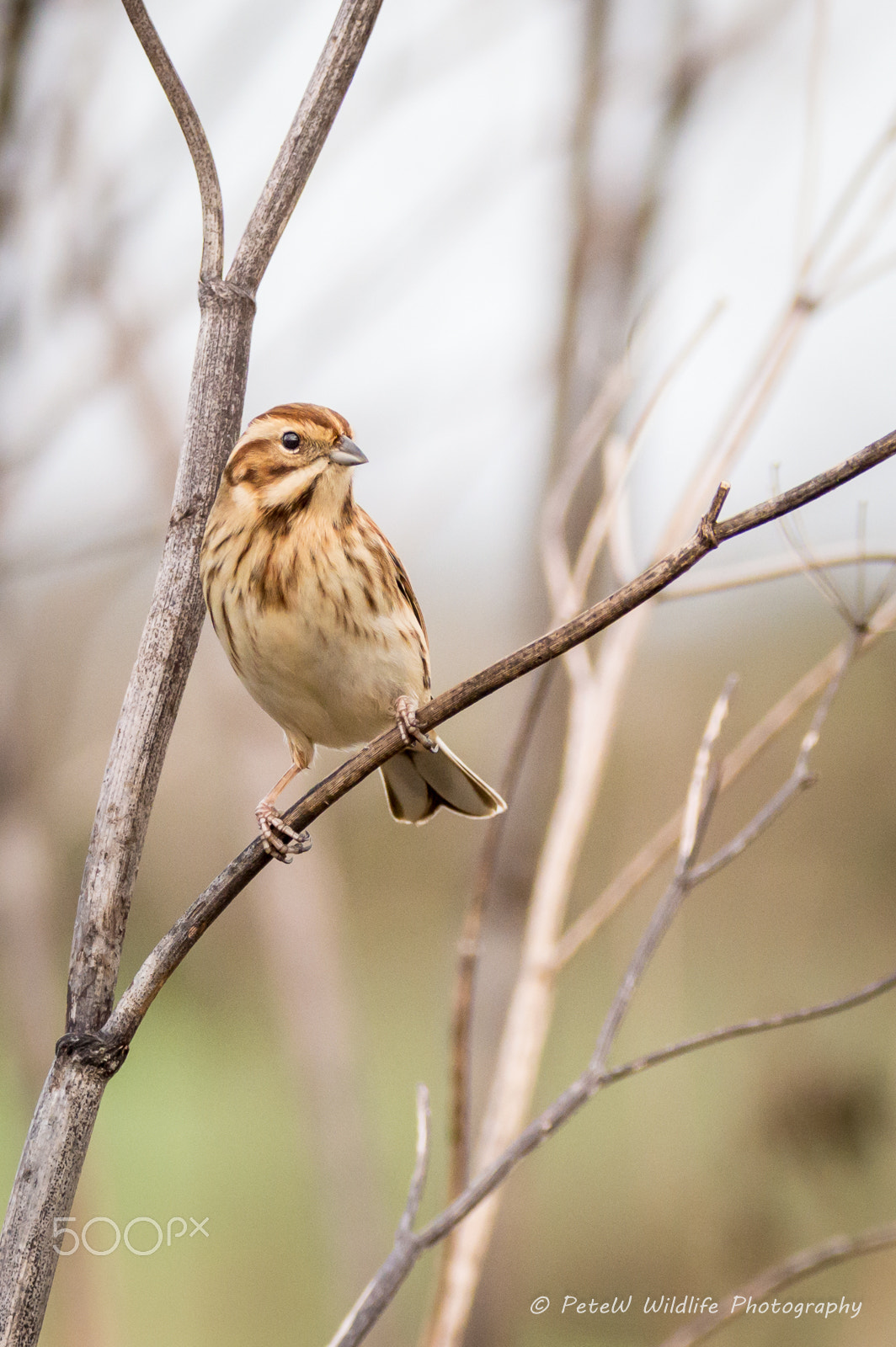 Sigma 150-600mm F5-6.3 DG OS HSM | C sample photo. Greylake photography