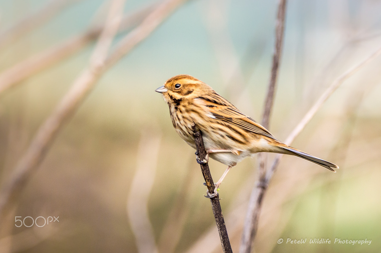 Sigma 150-600mm F5-6.3 DG OS HSM | C sample photo. Reed bunting photography