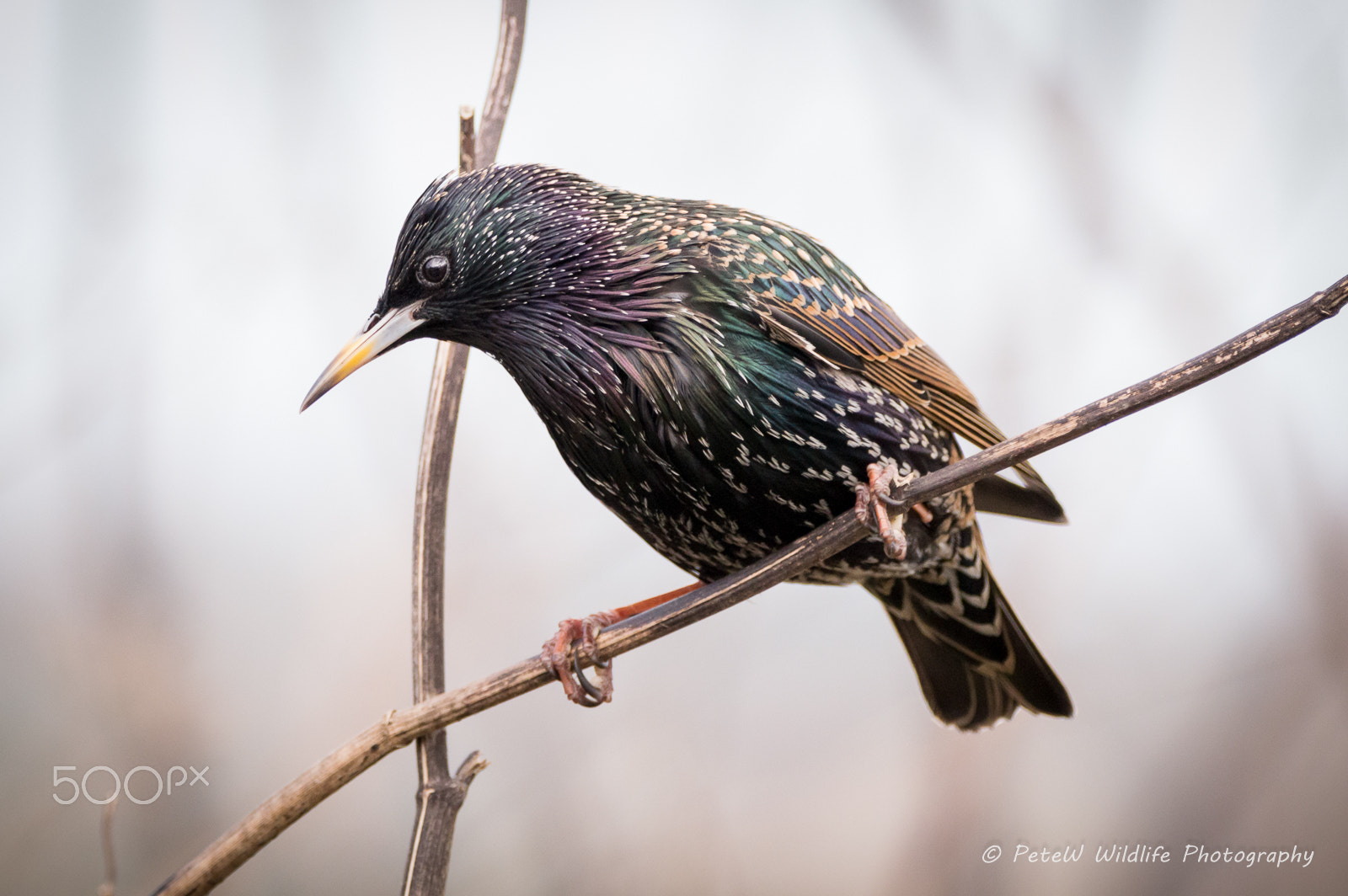 Sigma 150-600mm F5-6.3 DG OS HSM | C sample photo. Starling photography