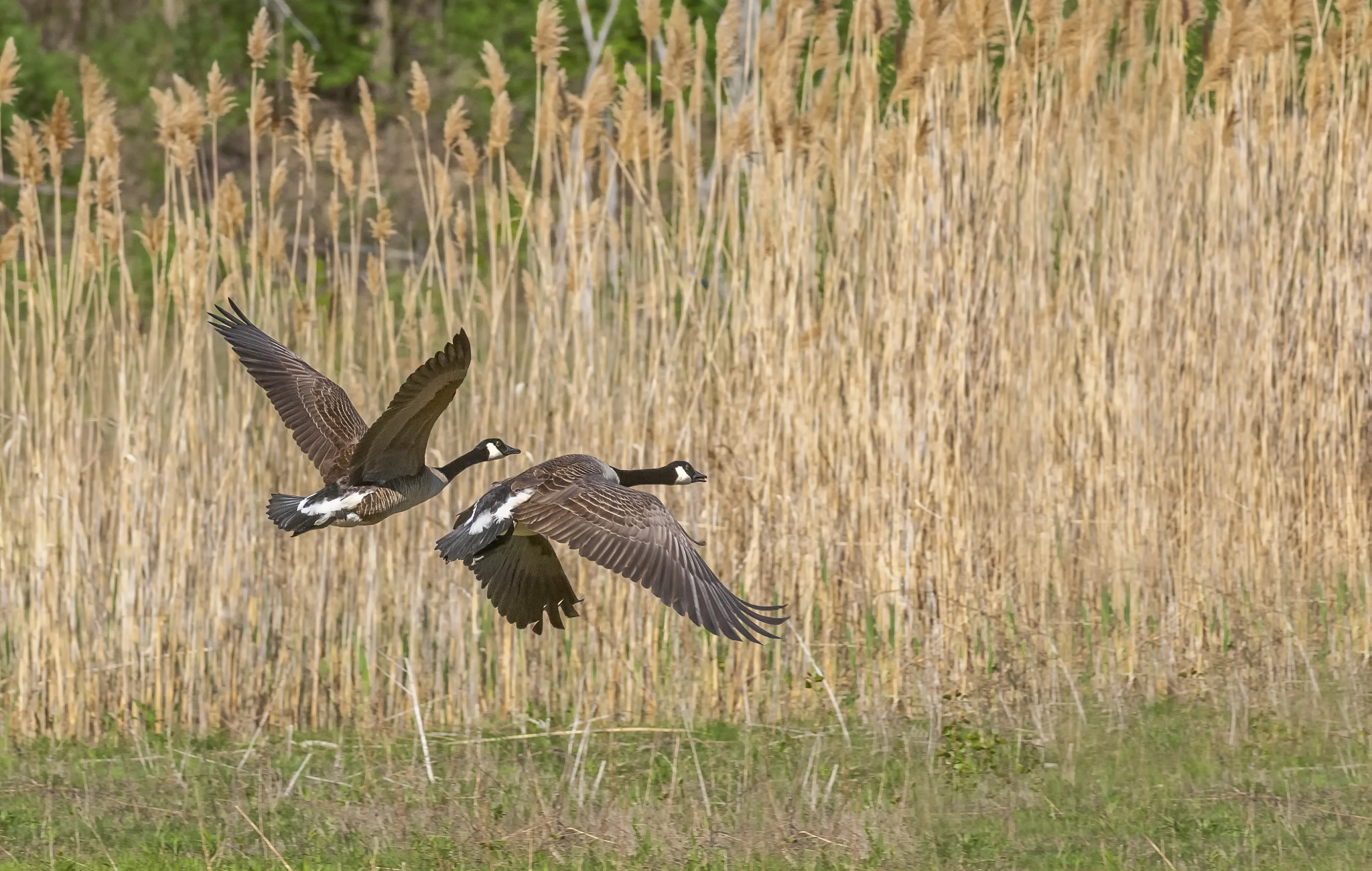 Nikon AF-S Nikkor 200-400mm F4G ED-IF VR sample photo. Canada goose ( branta canadensis ) photography
