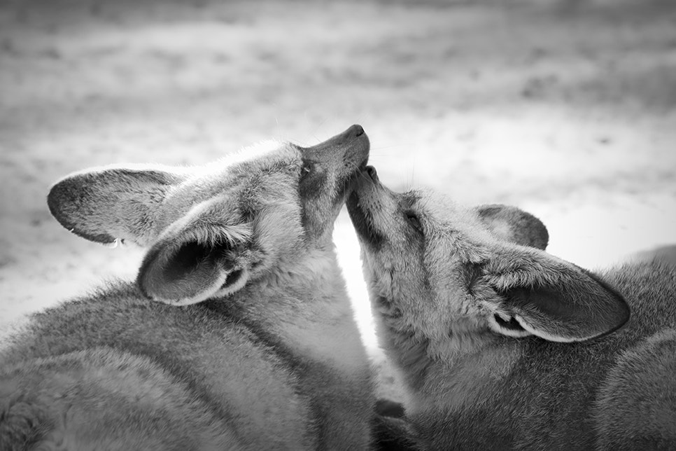 Nikon Df sample photo. Bat eared fox photography