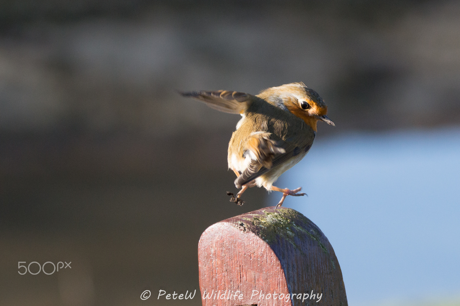 Sigma 150-600mm F5-6.3 DG OS HSM | C sample photo. Balance photography