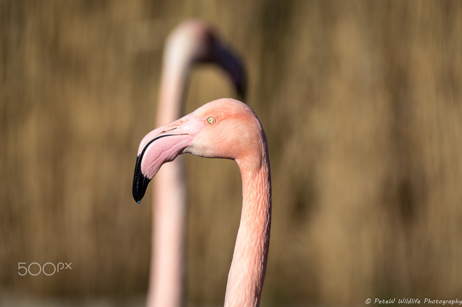 Sigma 150-600mm F5-6.3 DG OS HSM | C sample photo. Flamingo pose photography