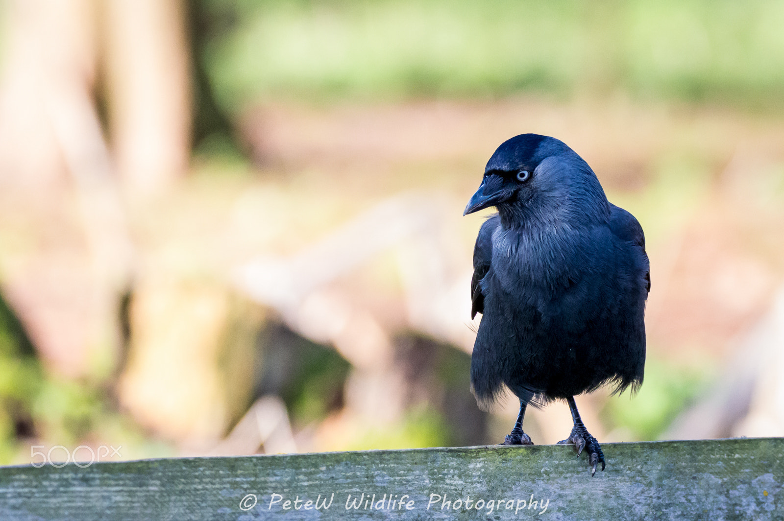 Sigma 150-600mm F5-6.3 DG OS HSM | C sample photo. Watching photography