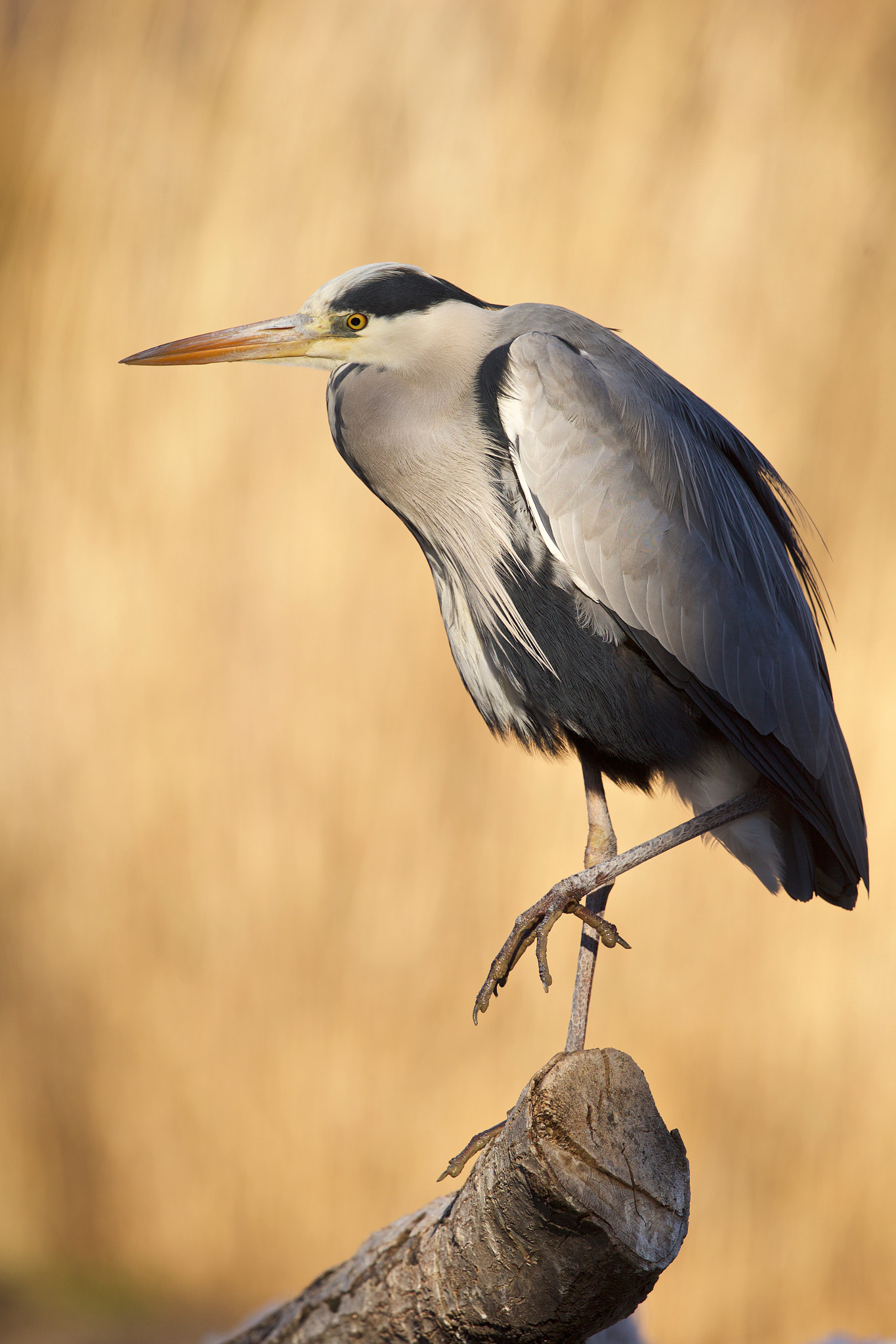 Canon EOS-1D X + Canon EF 300mm F2.8L IS II USM sample photo. Grey heron photography