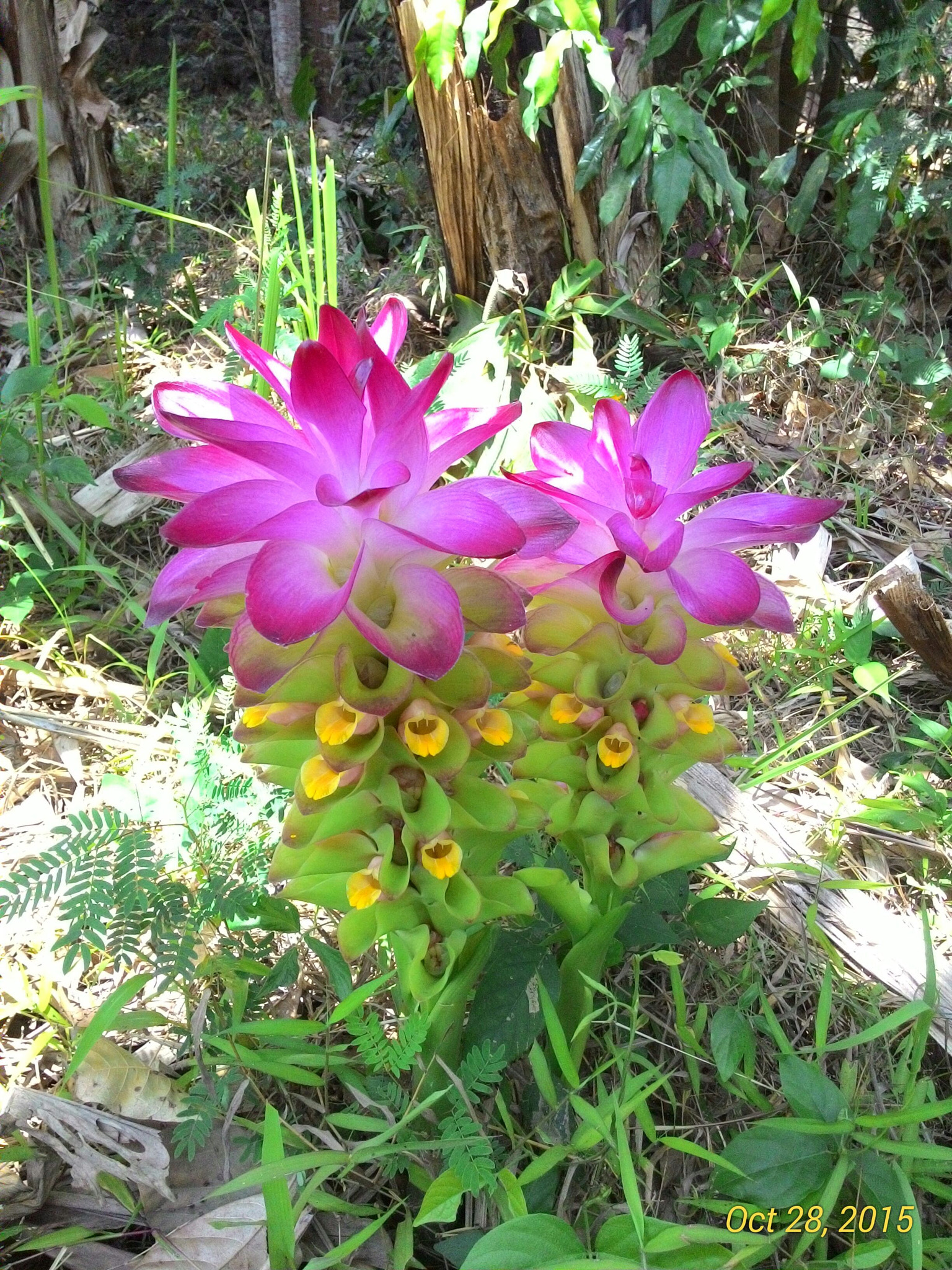 ASUS T00F sample photo