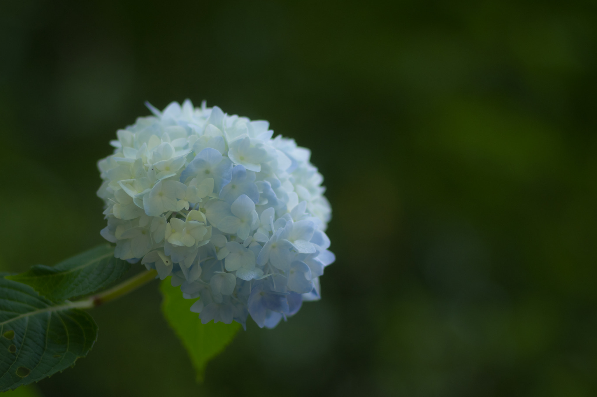 Pentax smc FA 77mm 1.8 Limited sample photo. Light blue photography