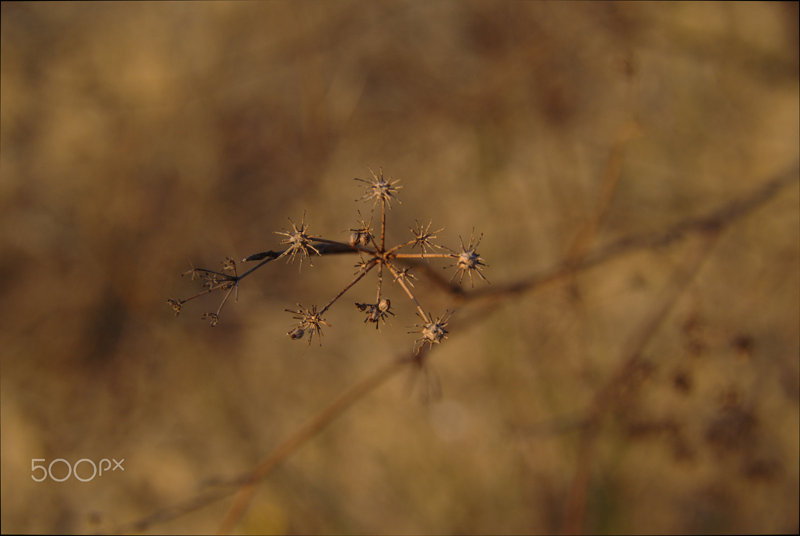 Sigma 18-200mm F3.5-6.3 DC OS HSM sample photo. Dry nature photography