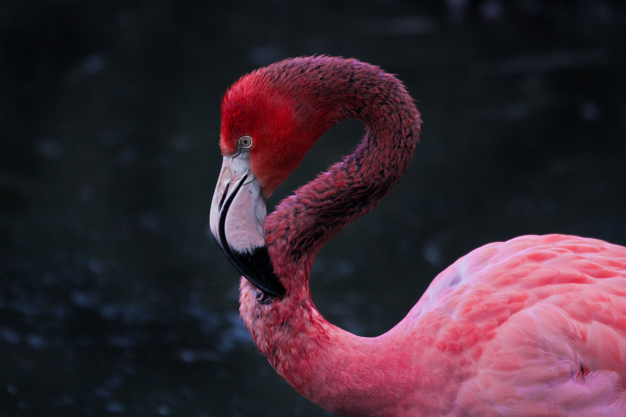 Canon EOS 40D + Canon EF 70-300mm F4.5-5.6 DO IS USM sample photo. Andean flamingo photography