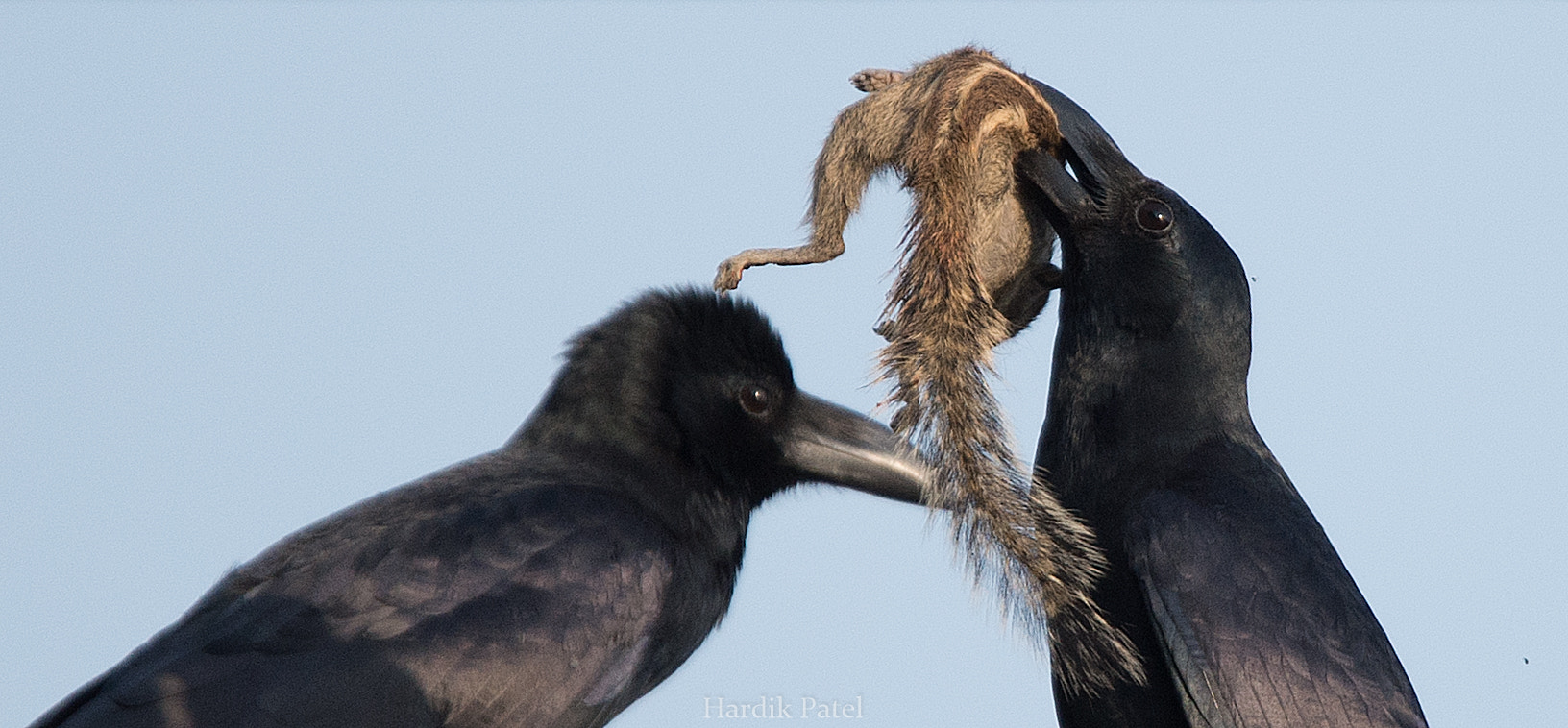 Nikon D4S sample photo. The catch... photography