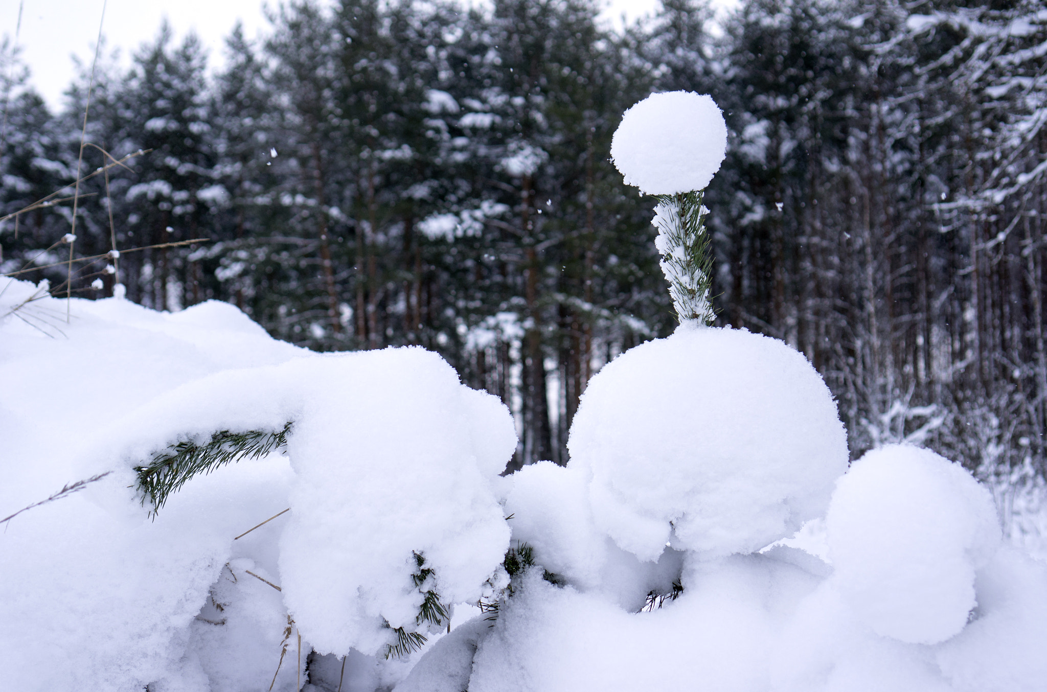 Sony E 35mm F1.8 OSS sample photo. Snow balls. photography