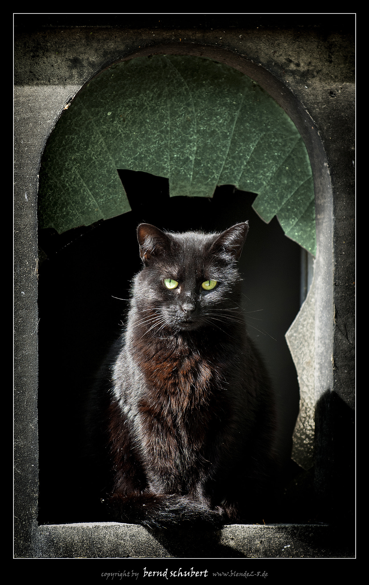 Nikon D2X sample photo. French cat .. photography