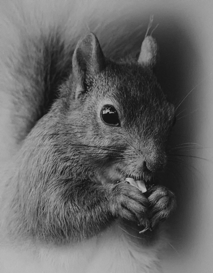 Canon EF 300mm F2.8L IS II USM sample photo. Black and white squirrel photography
