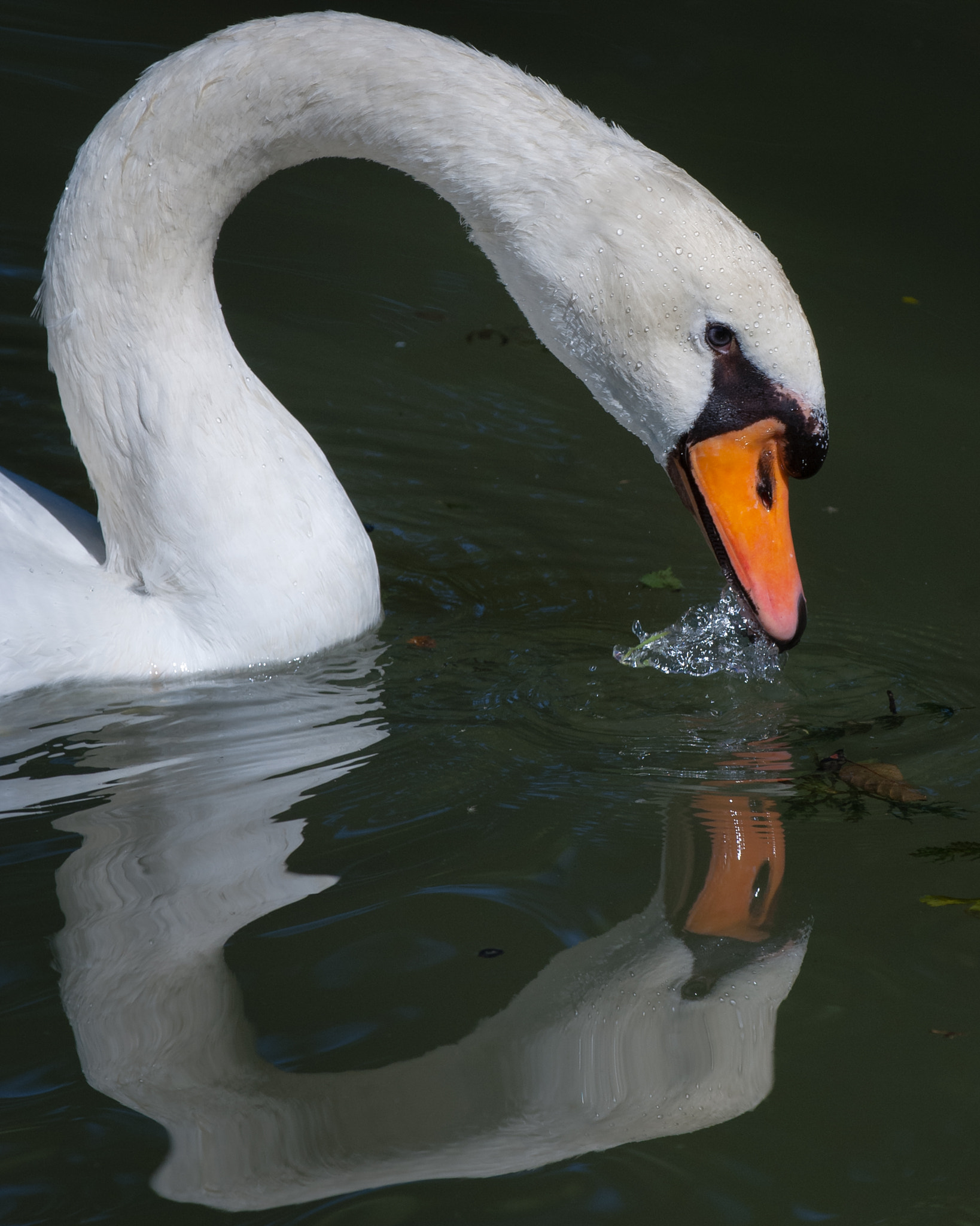 Nikon D2X sample photo. Cisne, cygnus olor photography