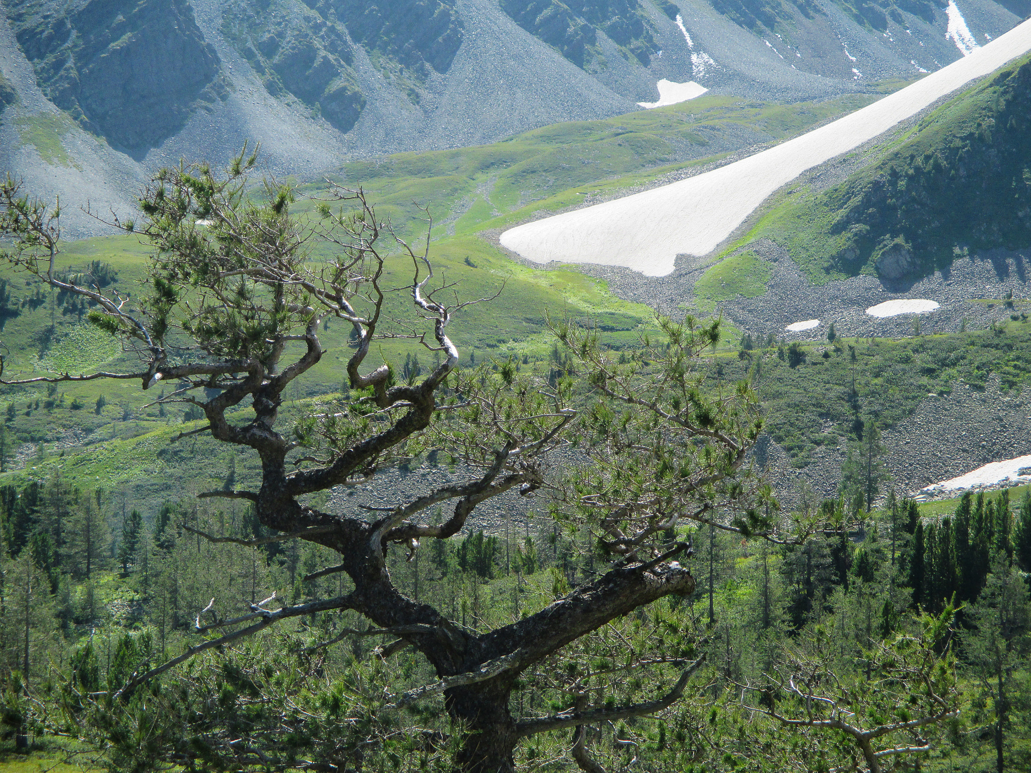 Canon IXUS 135 sample photo. Crooked tree in the mountains photography