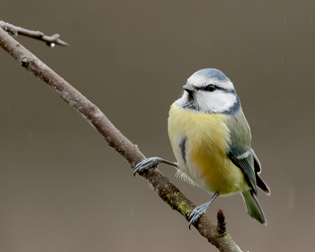Tamron SP 150-600mm F5-6.3 Di VC USD sample photo. Blue tit / pimpelmees photography