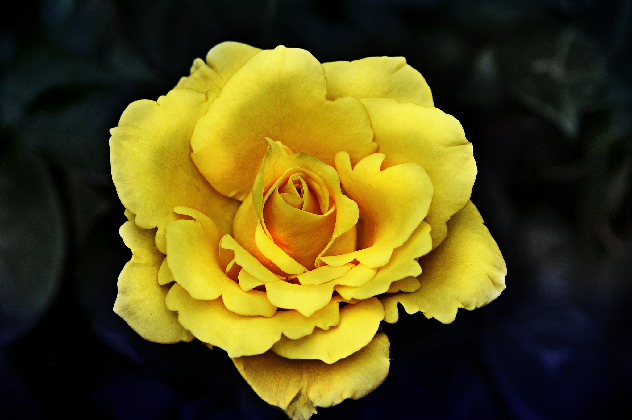 Nikon D300 + AF Micro-Nikkor 105mm f/2.8 sample photo. Роза photography
