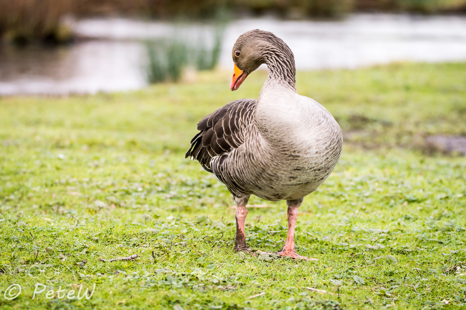 Sigma 150-600mm F5-6.3 DG OS HSM | C sample photo. Check me out photography