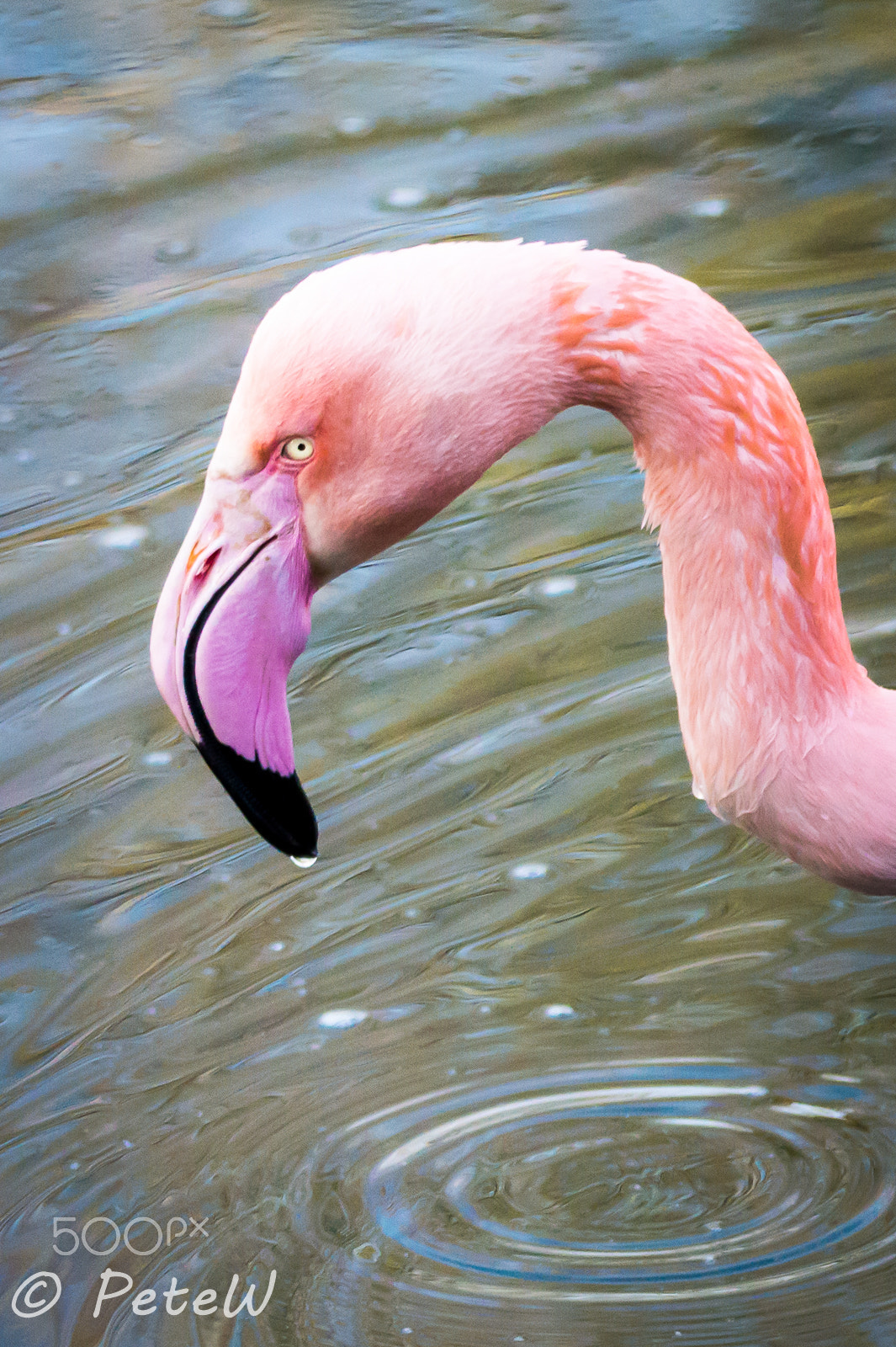 Sigma 150-600mm F5-6.3 DG OS HSM | C sample photo. Flamingo photography