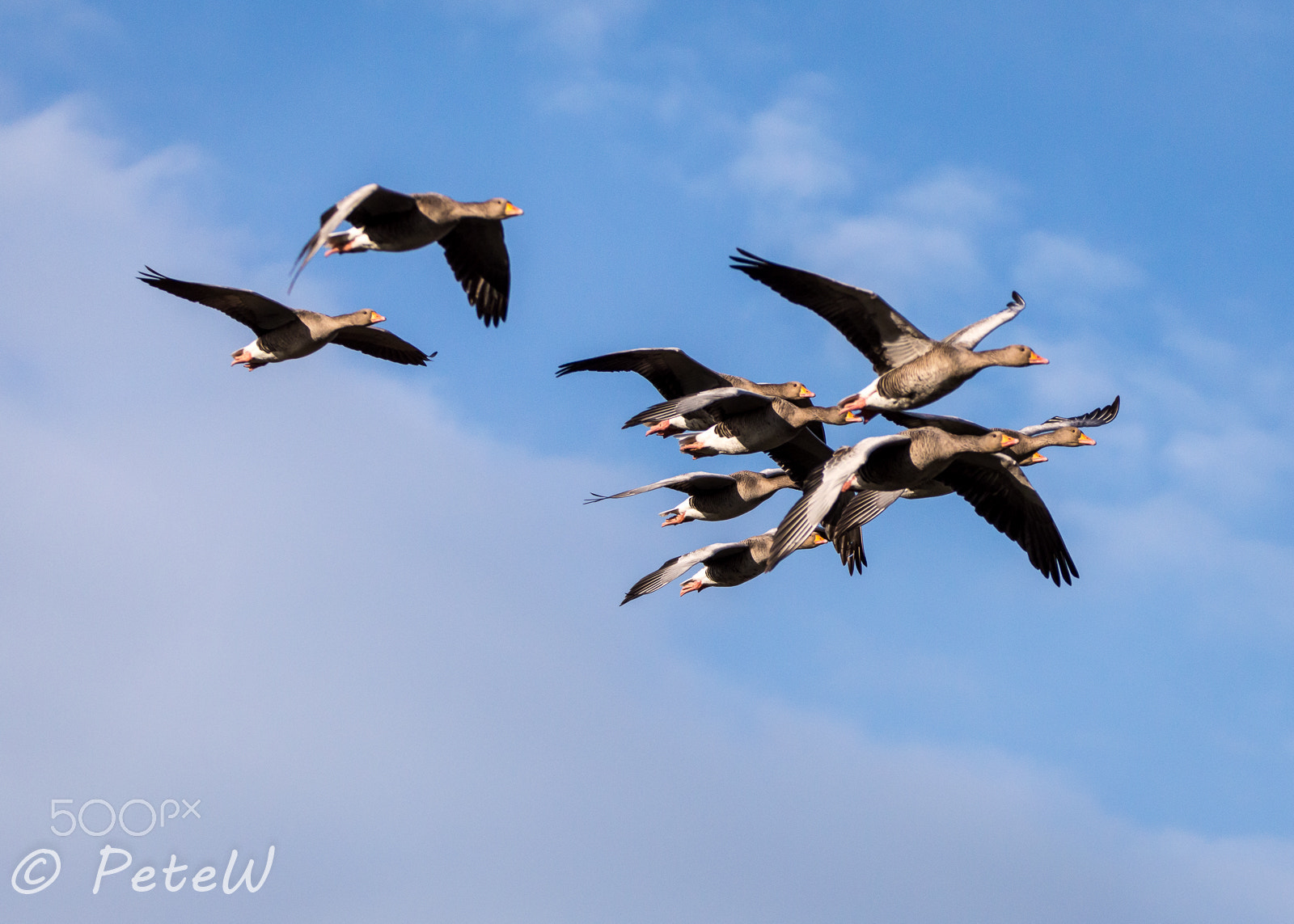 Sigma 150-600mm F5-6.3 DG OS HSM | C sample photo. Fly past photography