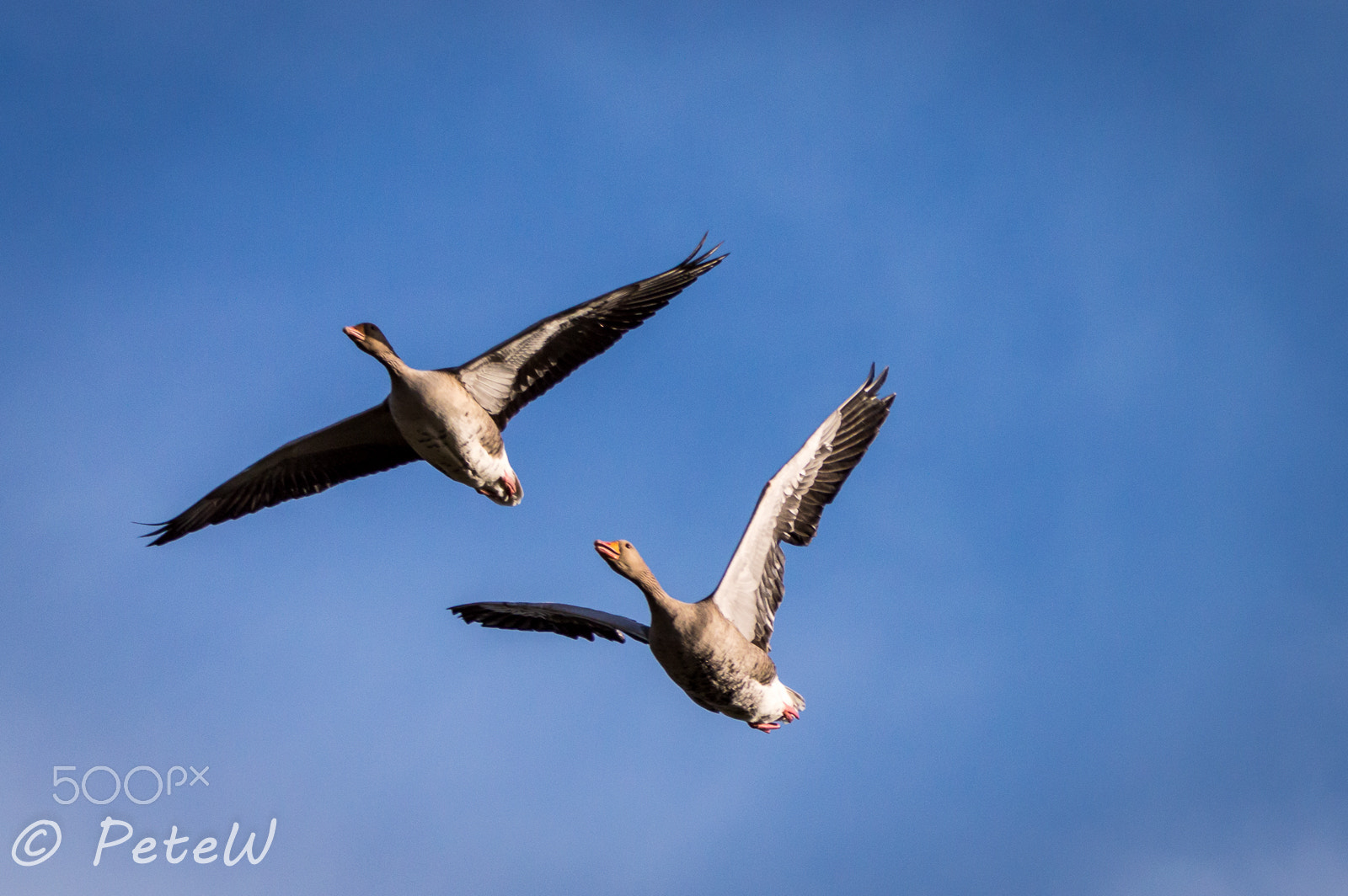 Sigma 150-600mm F5-6.3 DG OS HSM | C sample photo. Geese in flight photography