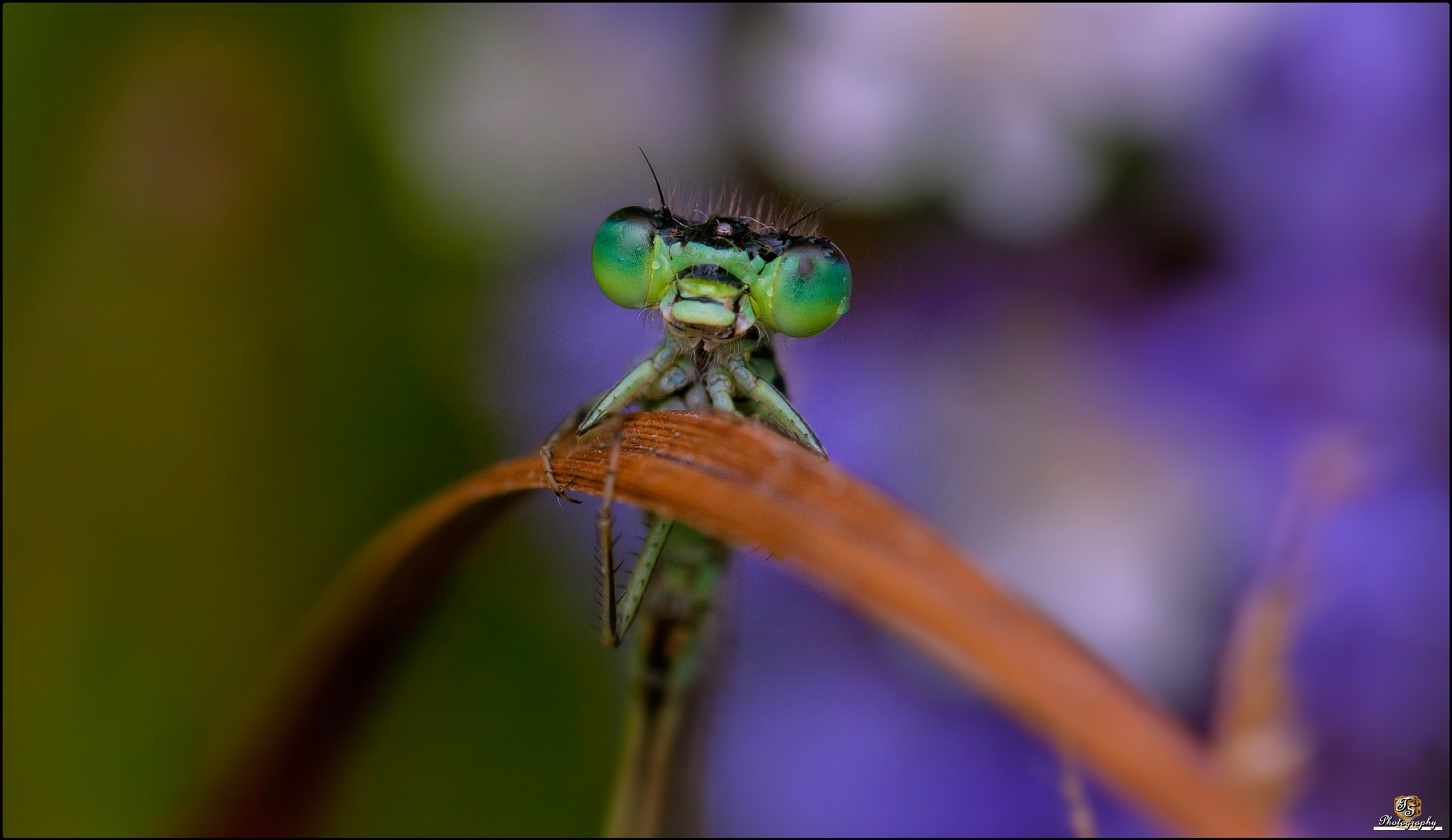 Sigma 105mm F2.8 EX DG OS HSM sample photo. Zygoptera (damselfly) photography