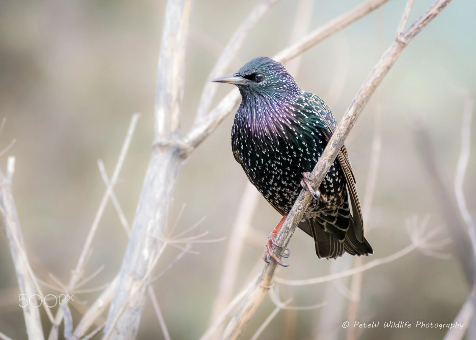 Sigma 150-600mm F5-6.3 DG OS HSM | C sample photo. Starling pose photography
