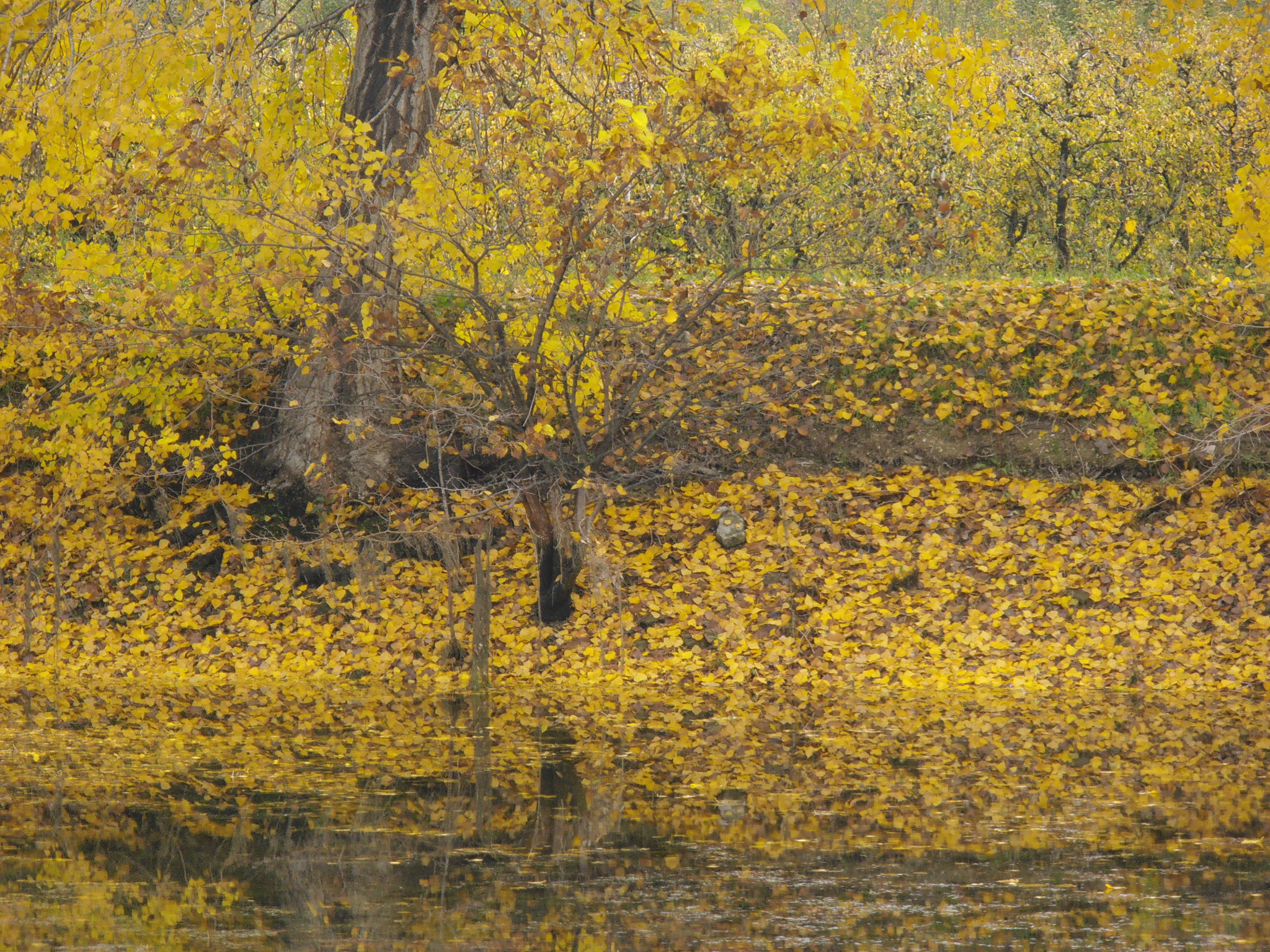 Olympus VR320,D725 sample photo. Autumn specatacle photography