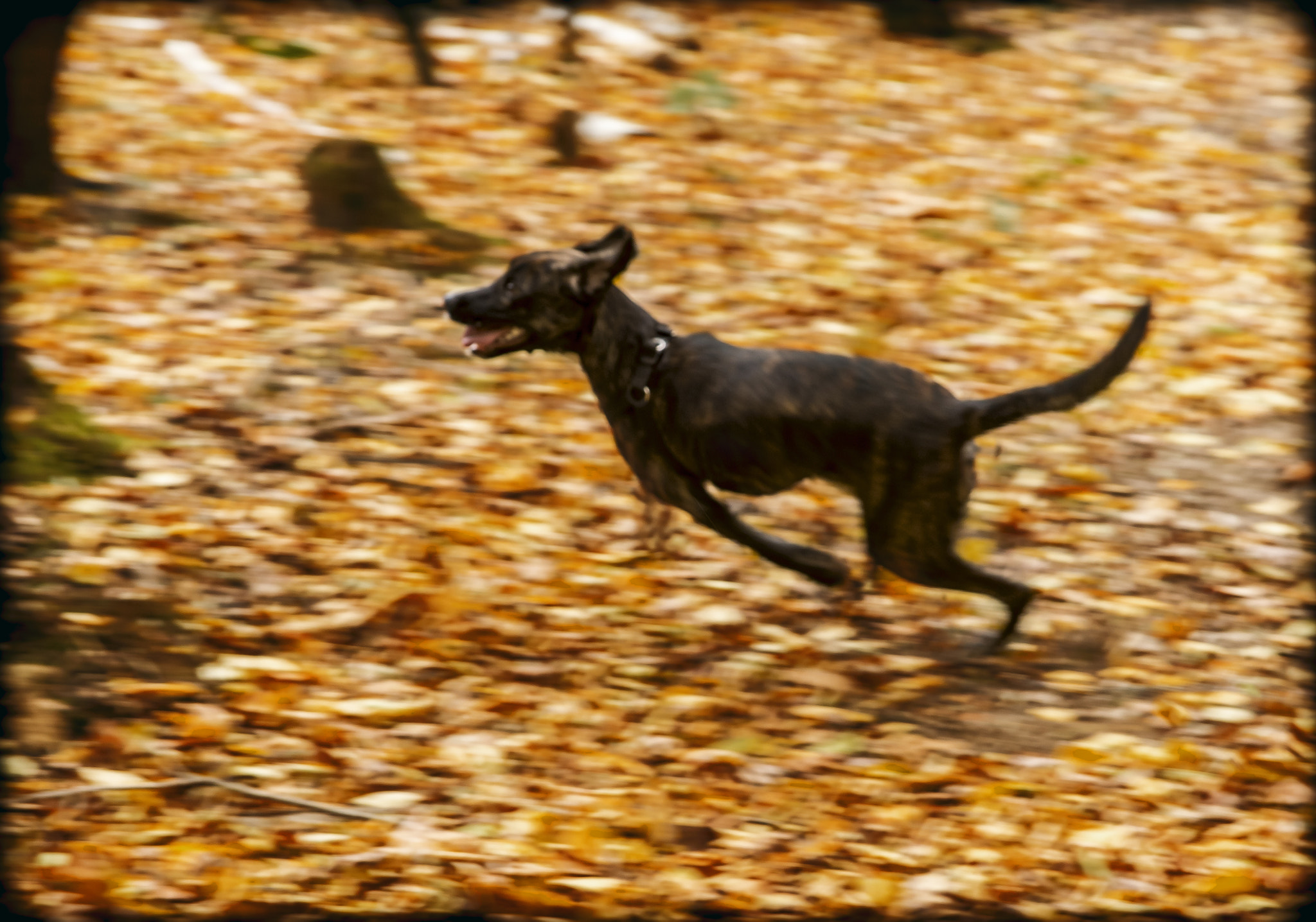 Canon EF 24-85mm F3.5-4.5 USM sample photo. Running i photography
