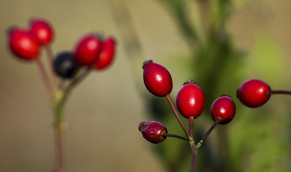 smc PENTAX-FA 100-300mm F4.7-5.8 sample photo. Red beauty photography