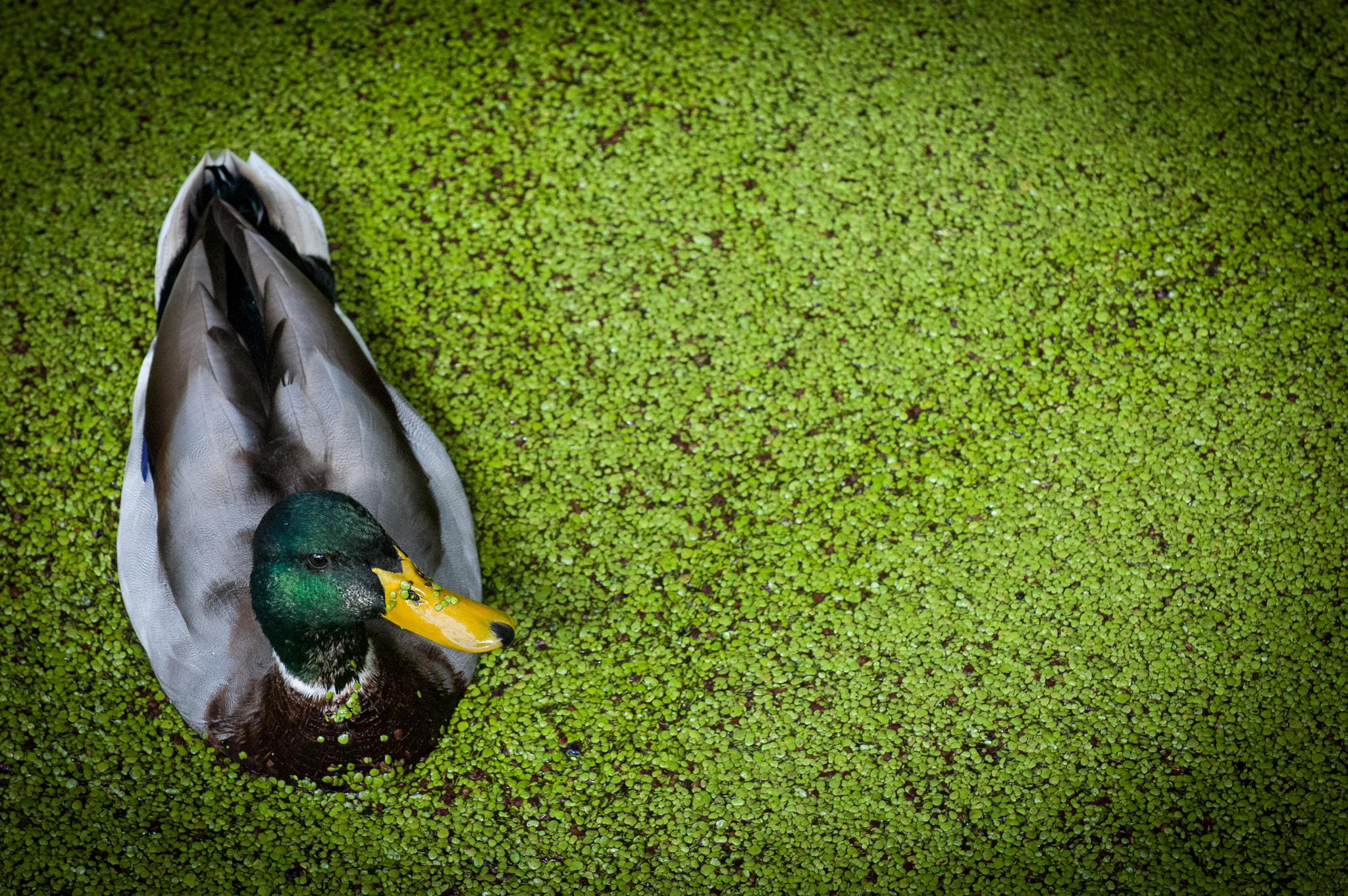 Nikon D2X sample photo. Anade azulon, anas platyrhynchos photography
