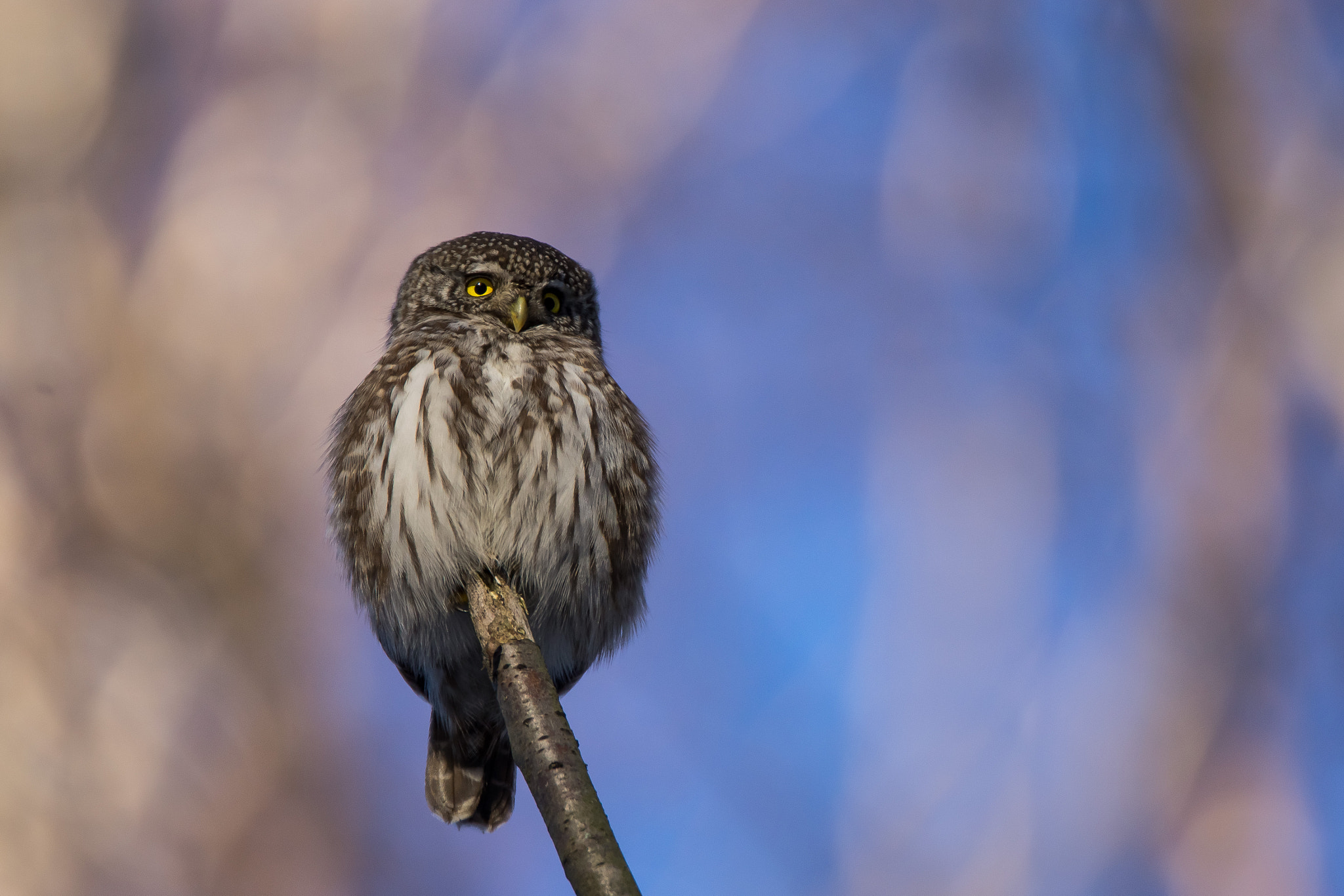 Sony SLT-A65 (SLT-A65V) + Tamron SP 150-600mm F5-6.3 Di VC USD sample photo. Pygmy owl photography