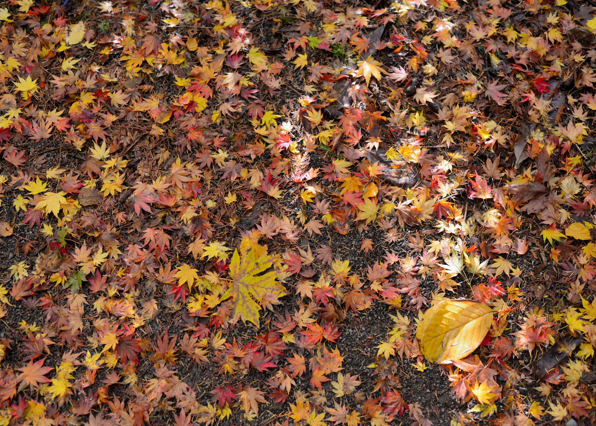 Nikon D800 + AF-S Nikkor 35mm f/1.8G sample photo. Leaves on the floor photography